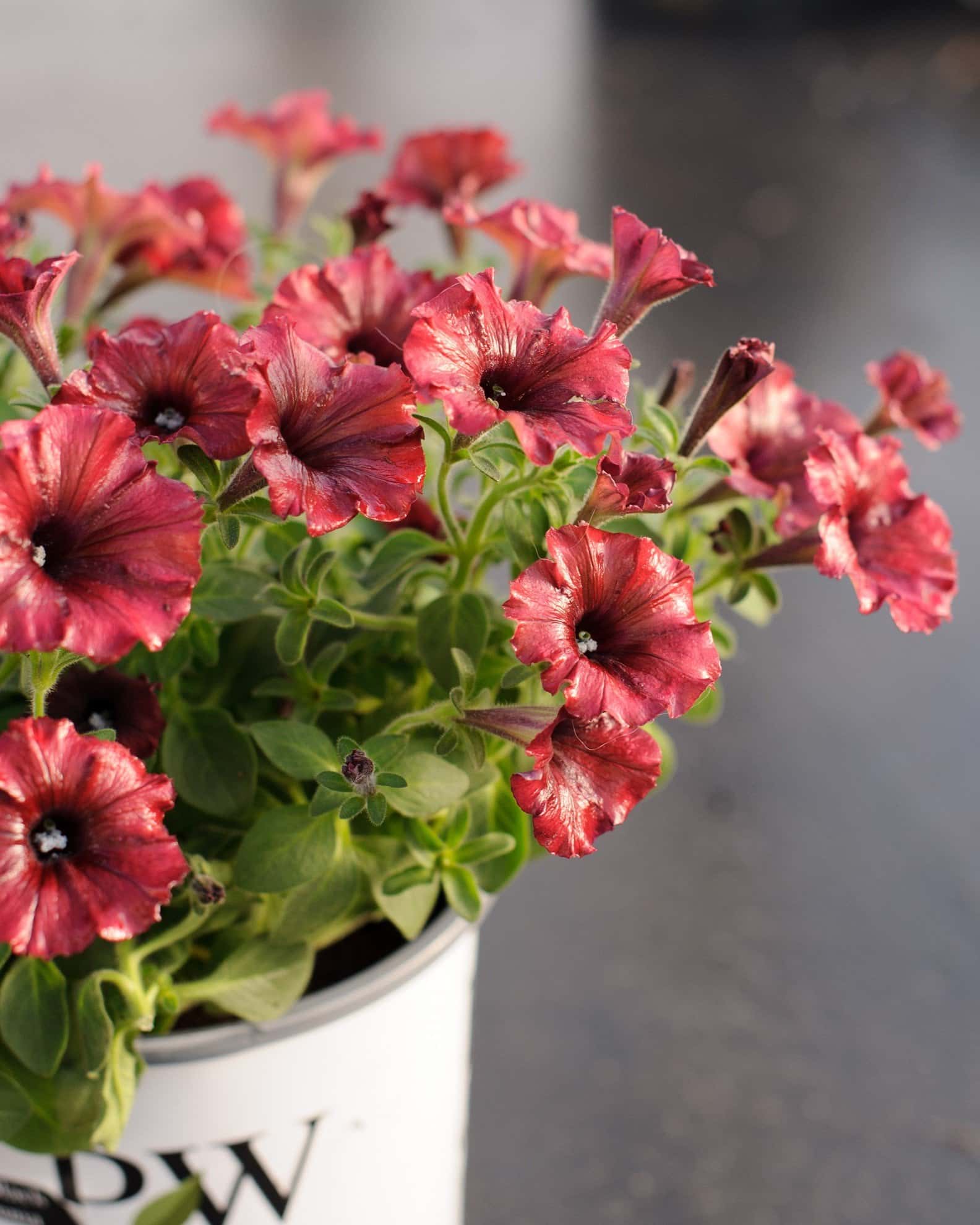 Supertunia Black Cherry Petunia - Image 5