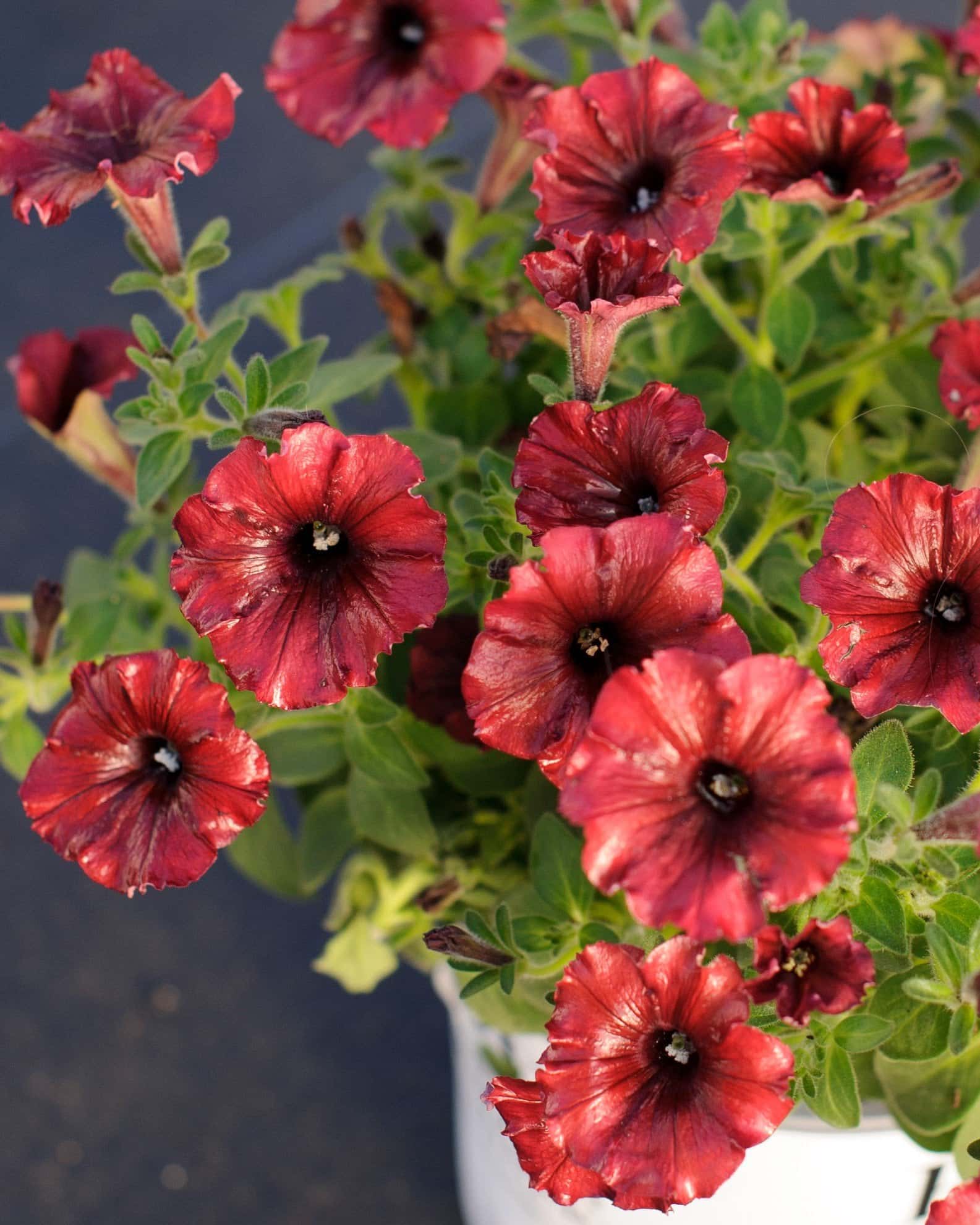 Supertunia Black Cherry Petunia - Image 2