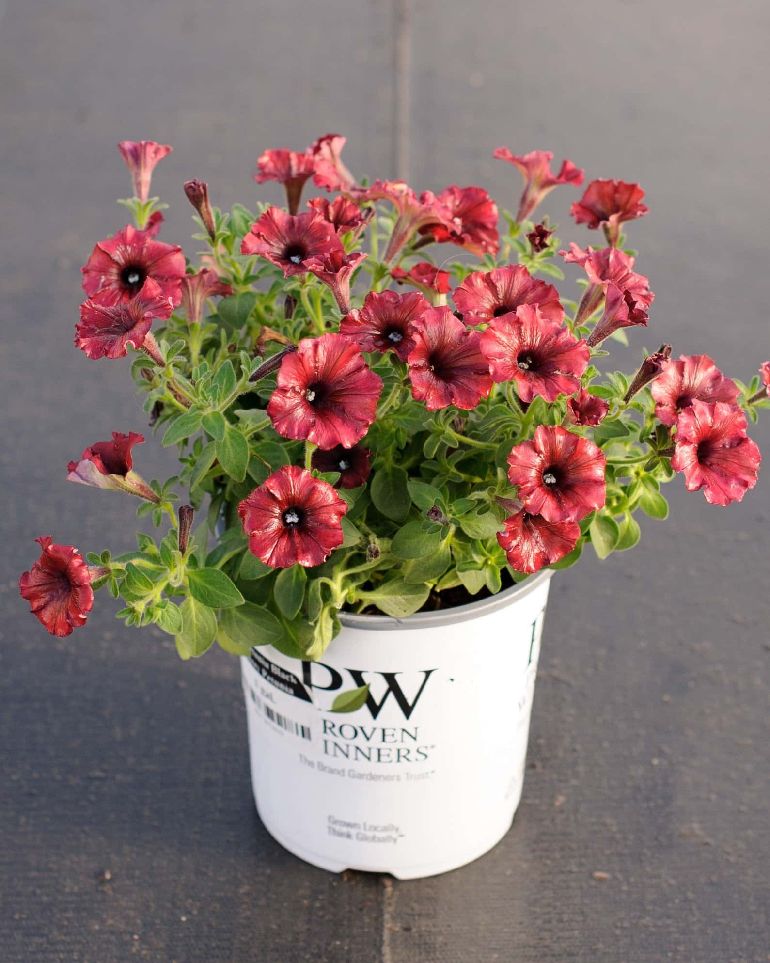 Supertunia Black Cherry Petunia - Image 3