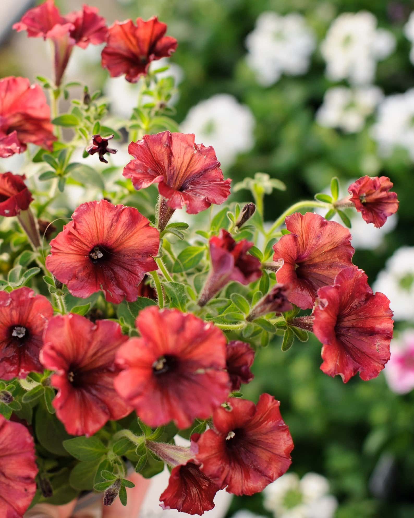 Supertunia Black Cherry Petunia - Image 7