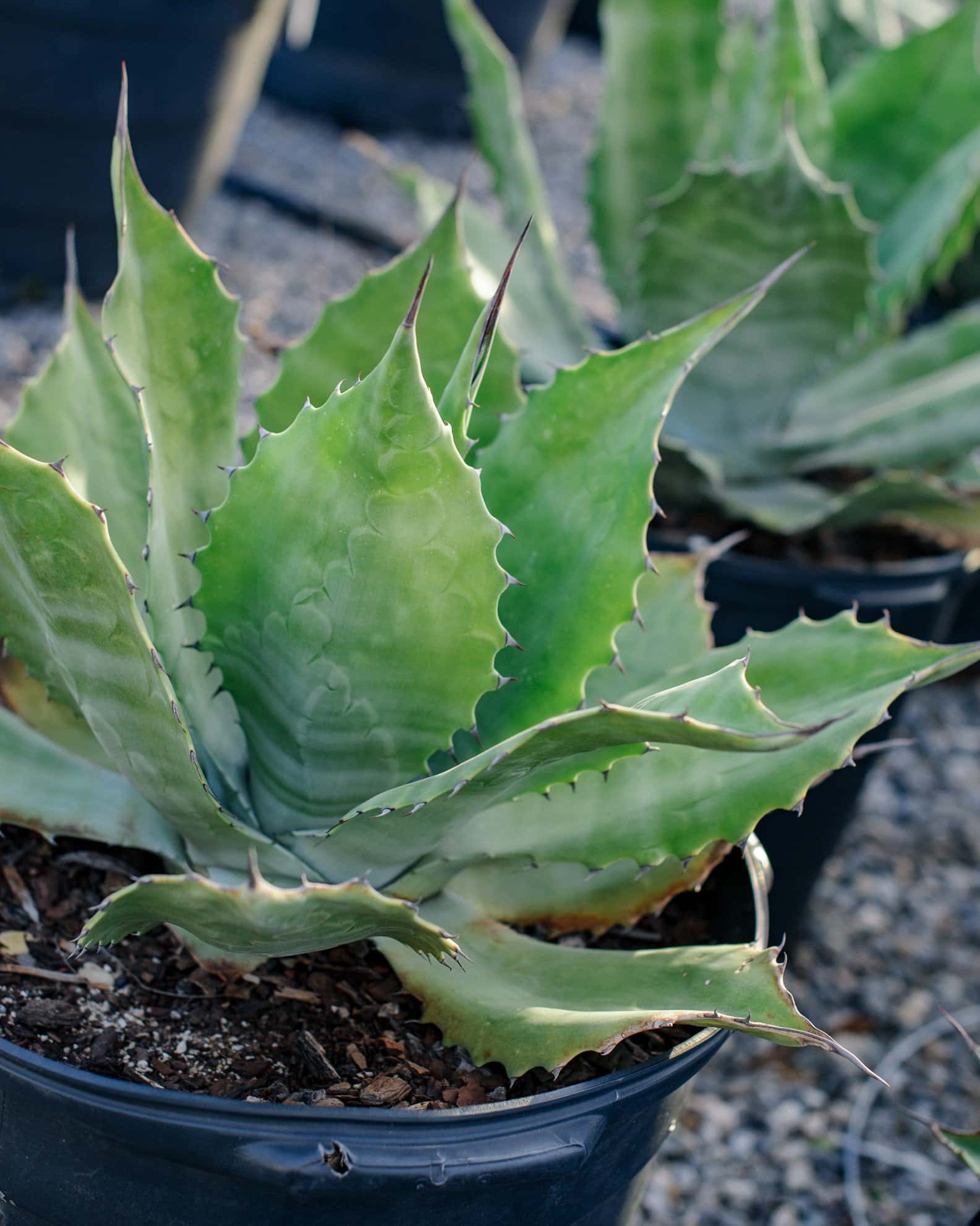 Crazy Horse Agave - Image 3