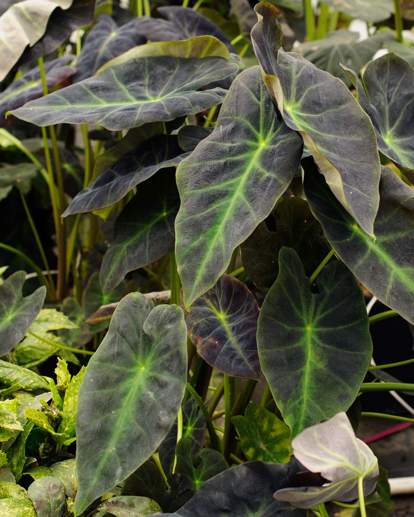 Black Beauty Elephant Ear - Image 2