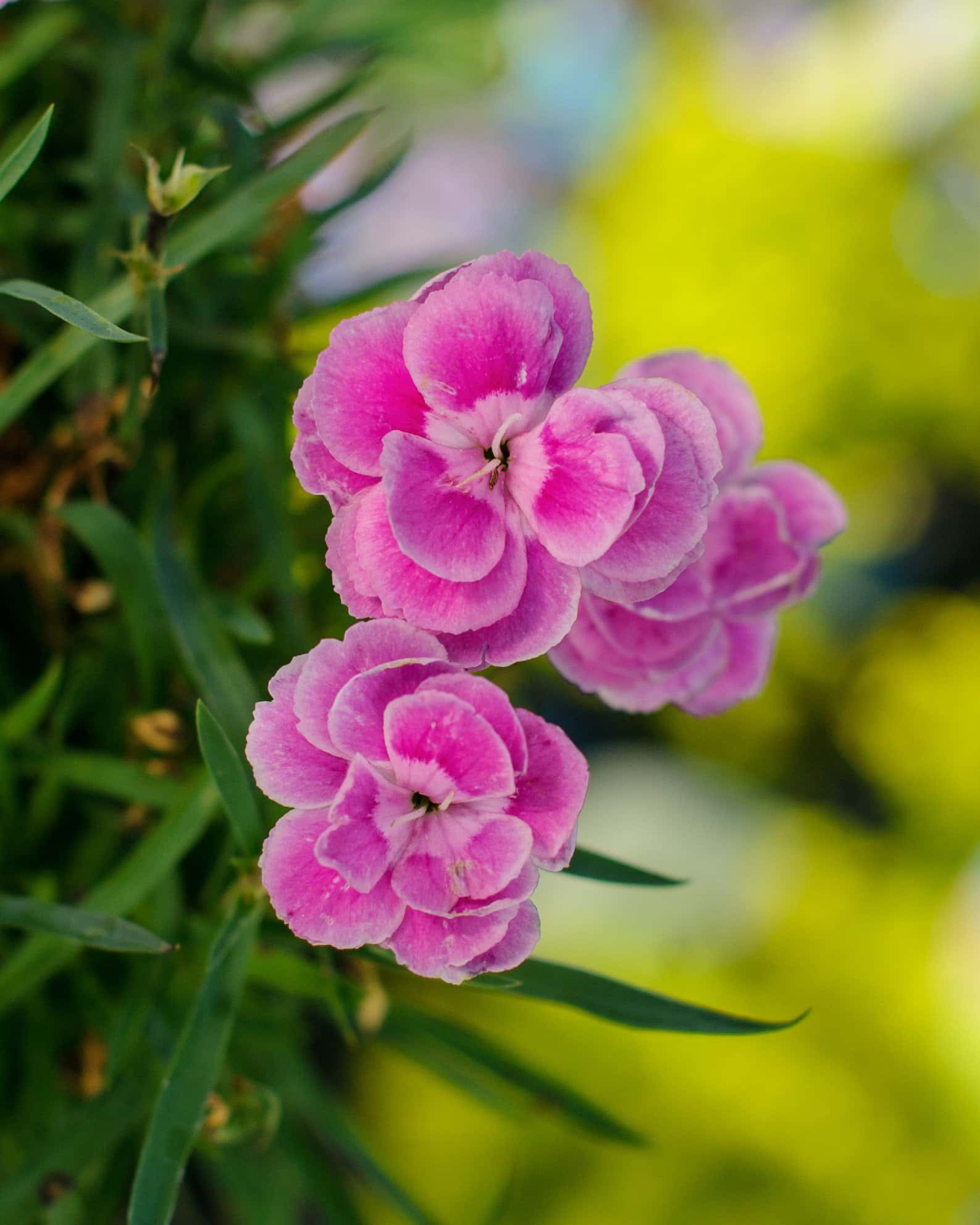 Capitan Magnifica Dianthus - Image 2