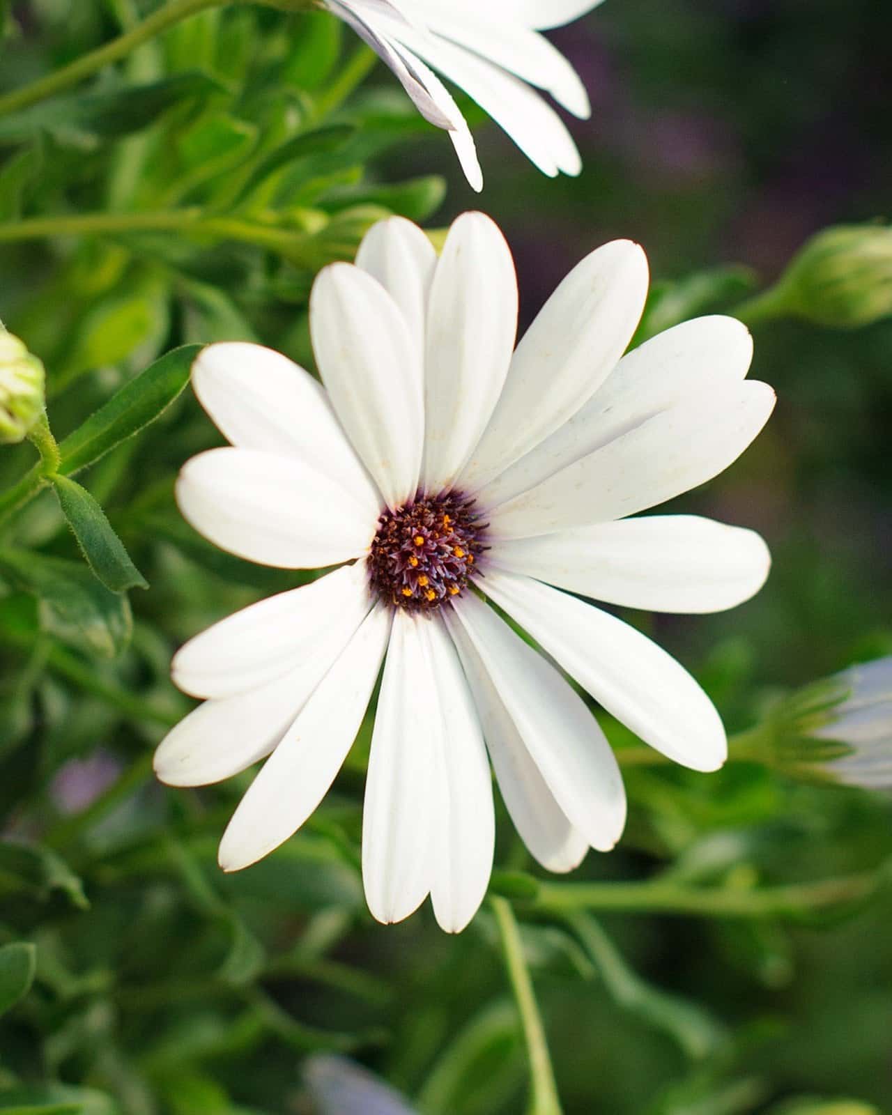 Compact White African Daisy - Image 1