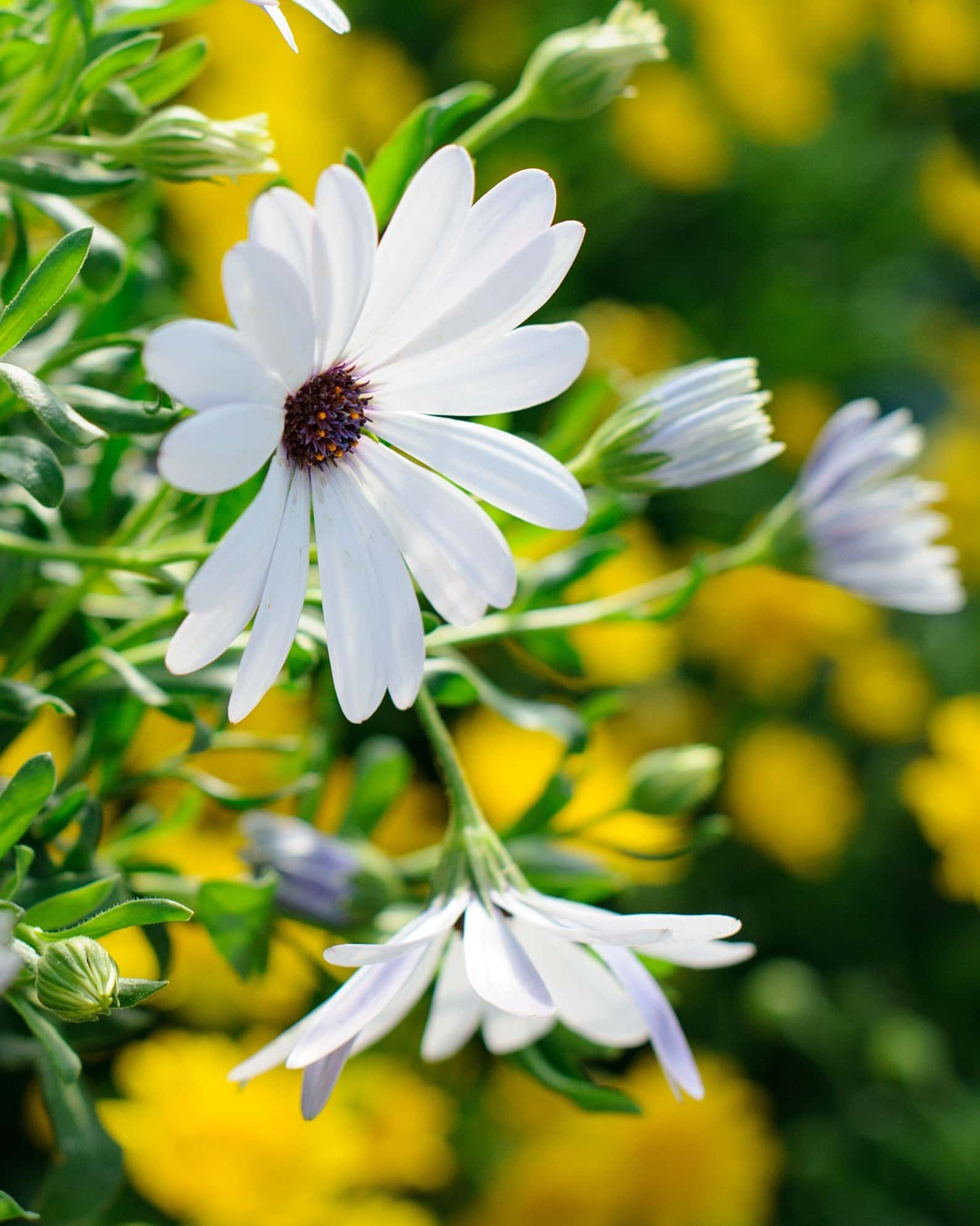 Compact White African Daisy - Image 2