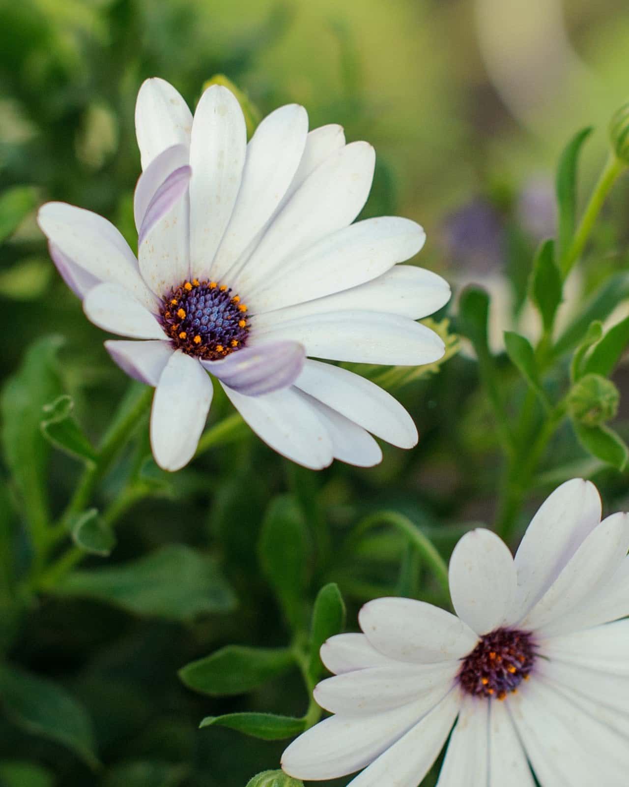 Compact White African Daisy - Image 3
