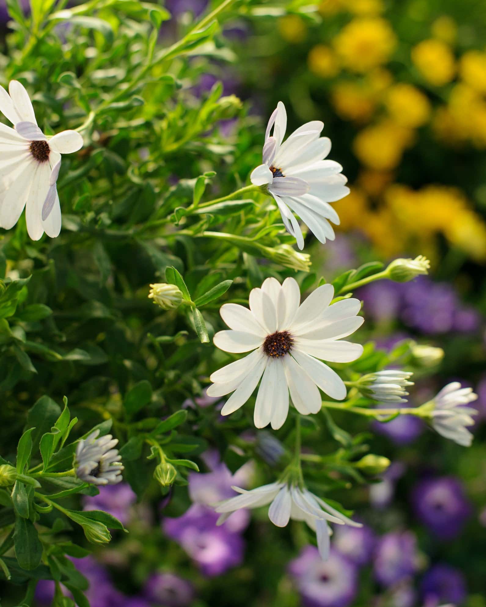Compact White African Daisy - Image 4