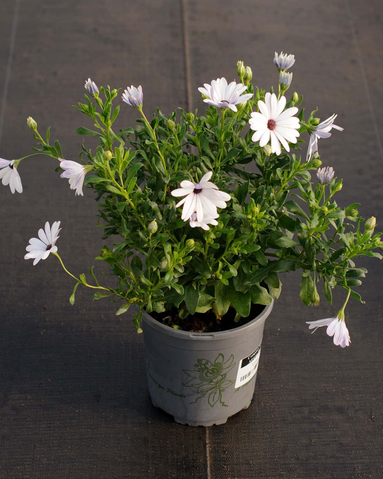 Compact White African Daisy - Image 5