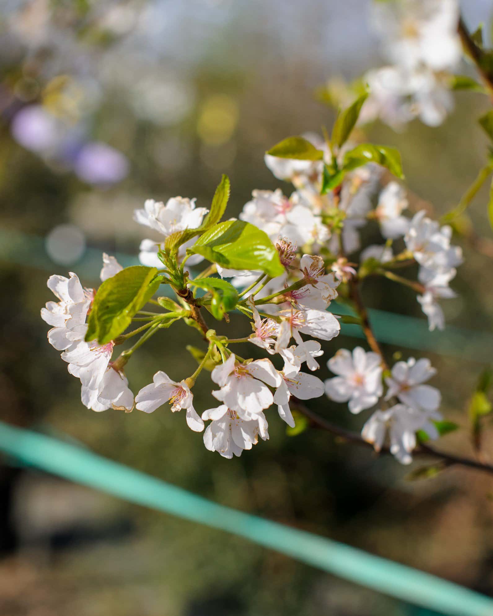 Yoshino Cherry - Image 1