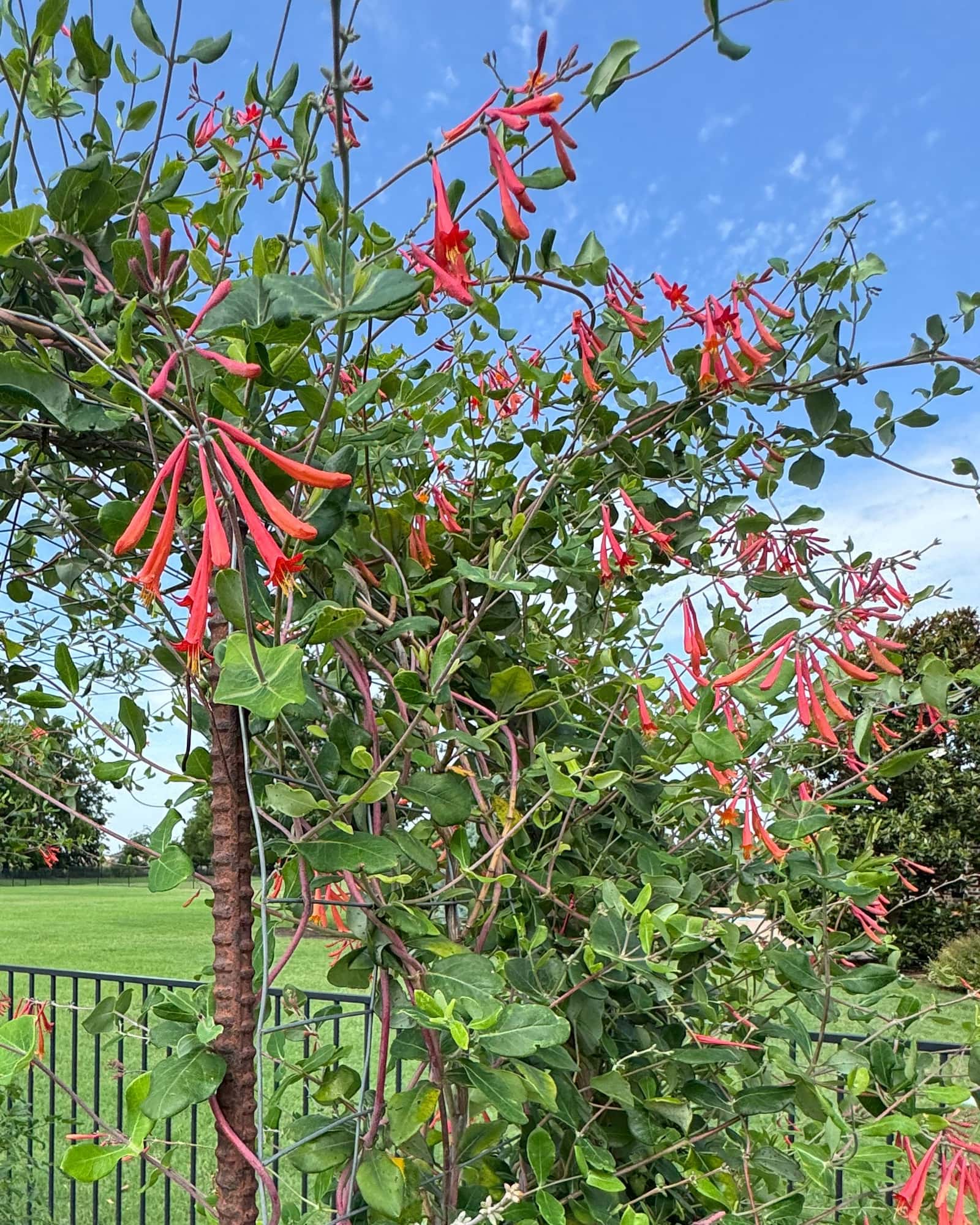 Coral Honeysuckle - Main Image