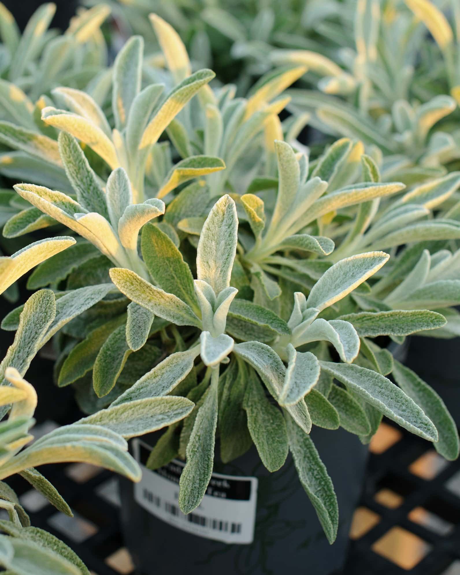 Sarada's Greek Mountain Teasaradas-greek-mountain-tea - Main Image