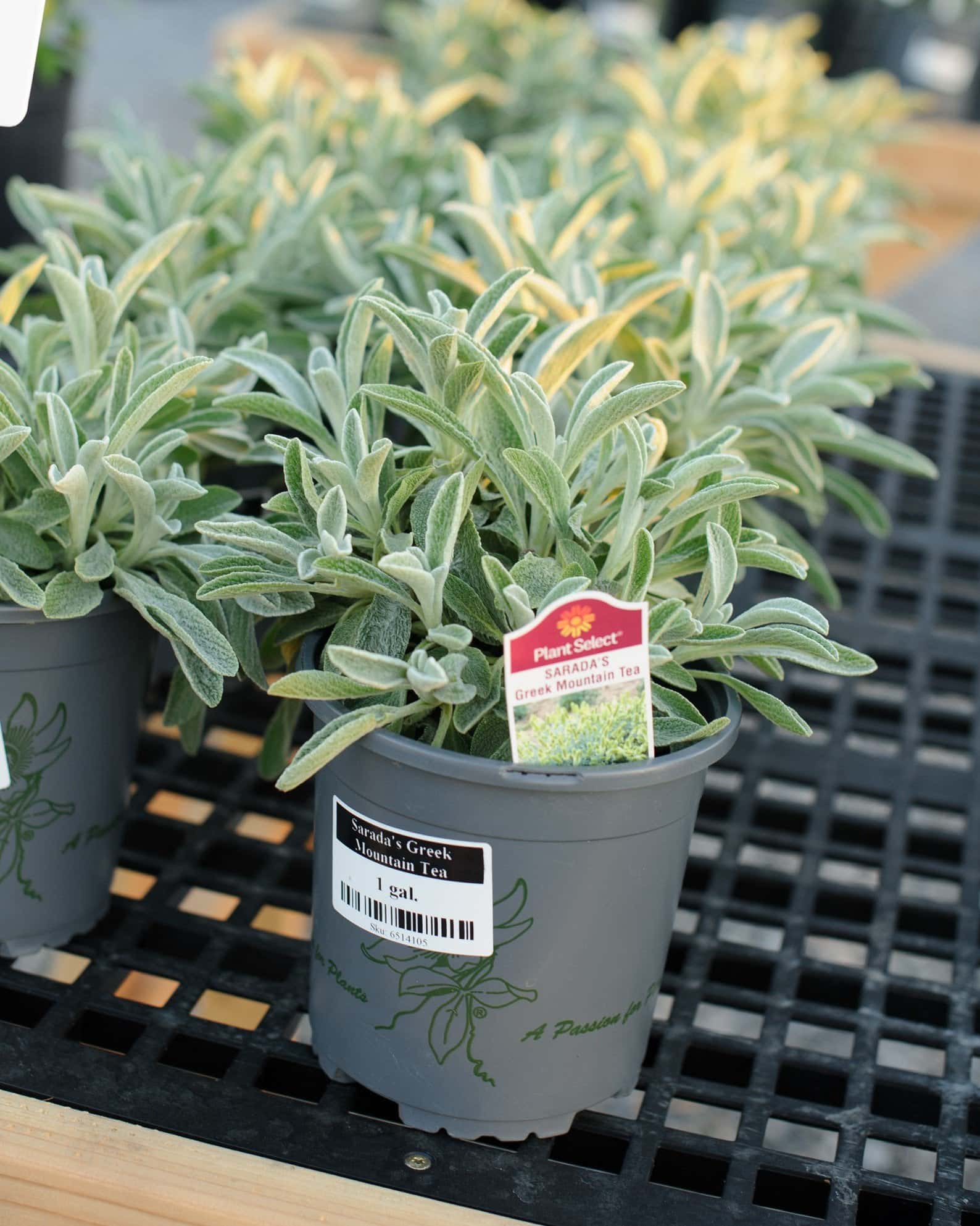 Sarada's Greek Mountain Teasaradas-greek-mountain-tea - Image 1