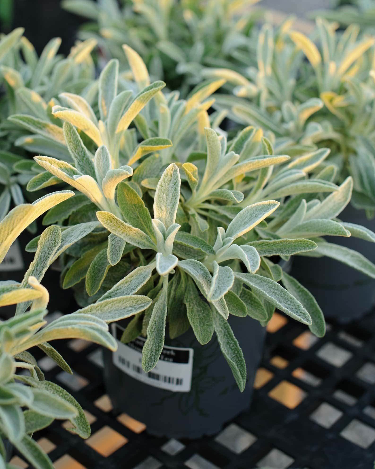 Sarada's Greek Mountain Teasaradas-greek-mountain-tea - Image 3