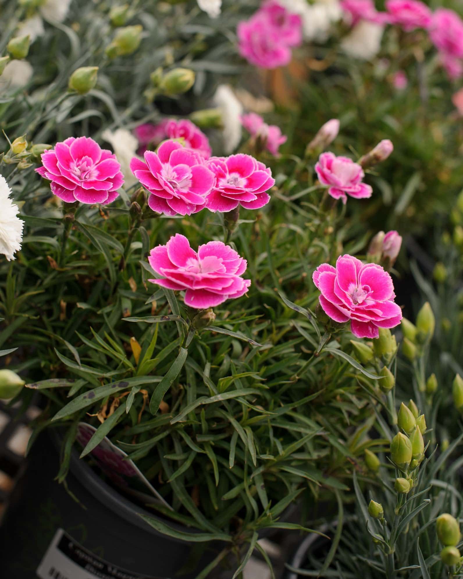 Capitan Magnifica Dianthus - Image 4
