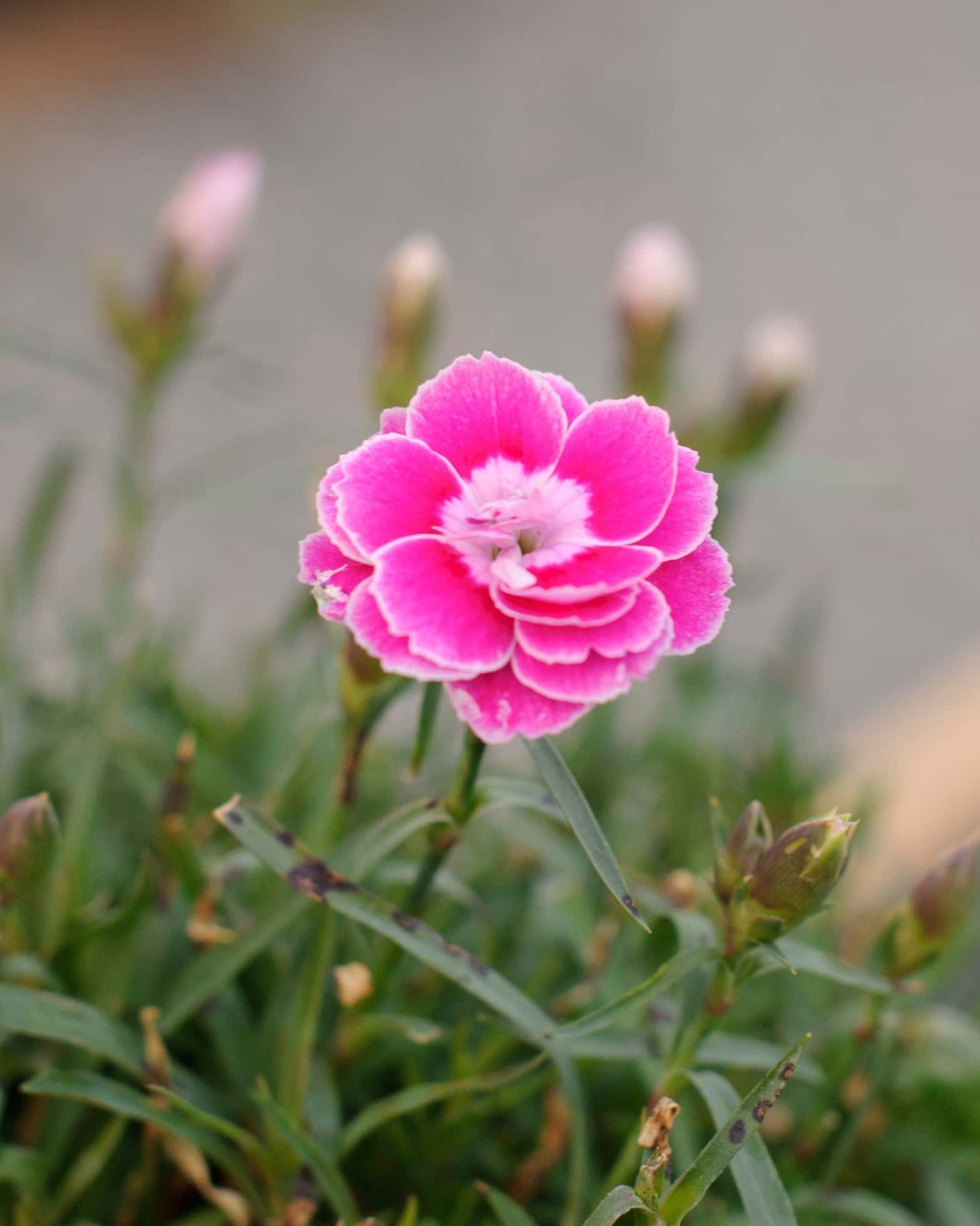 Capitan Magnifica Dianthus - Image 5