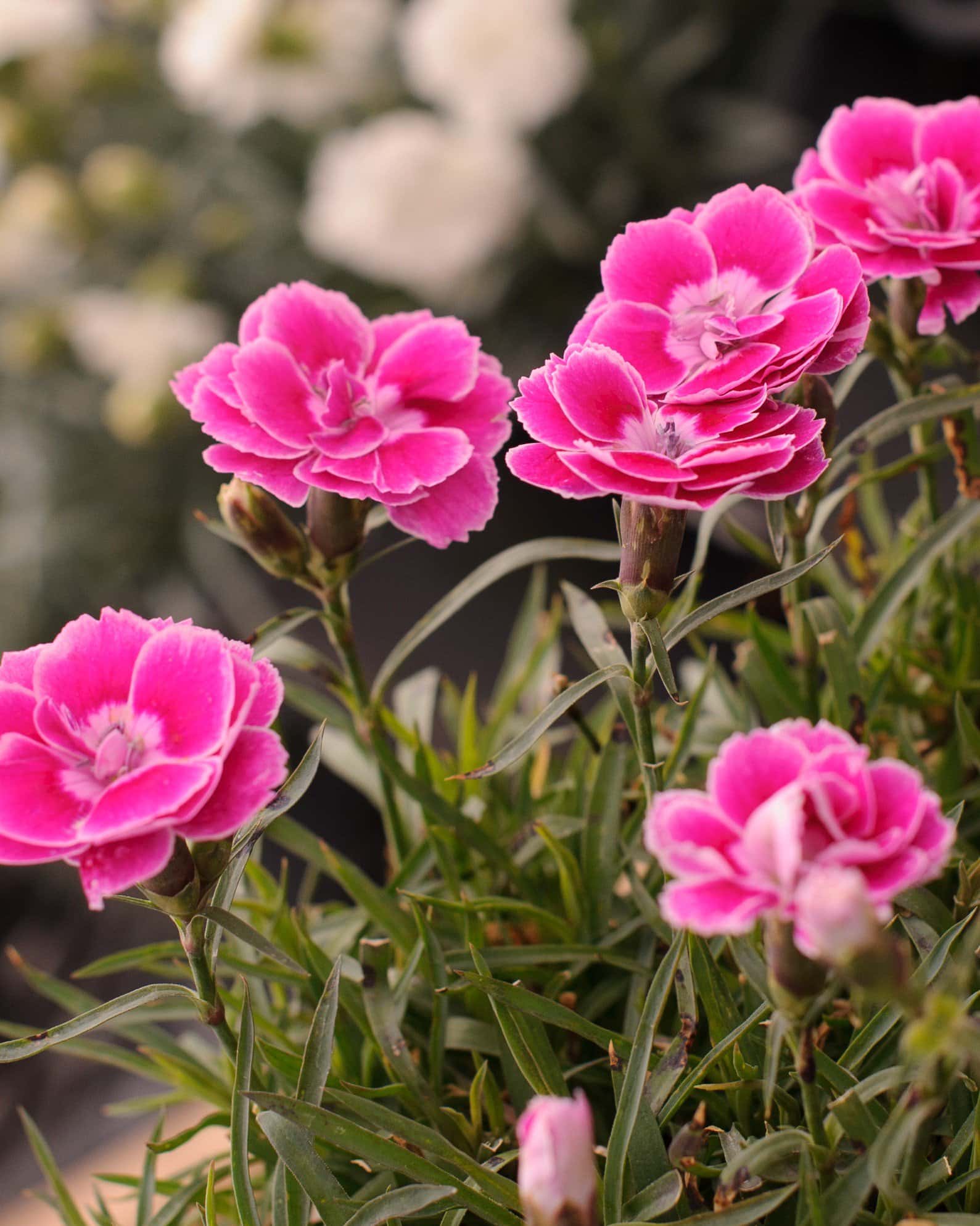 Capitan Magnifica Dianthus - Image 6