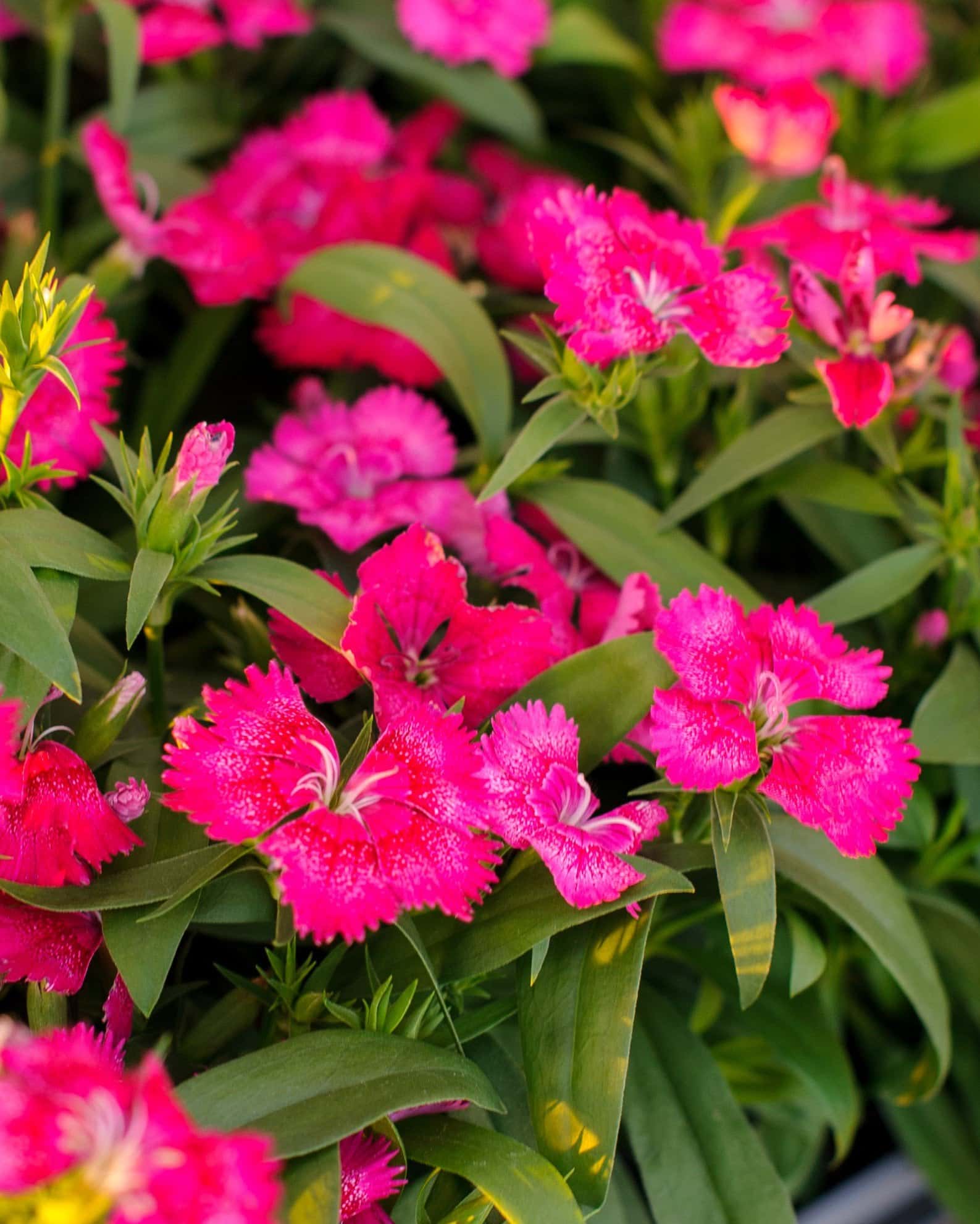 Floral Lace True Rose Dianthus - Image 2