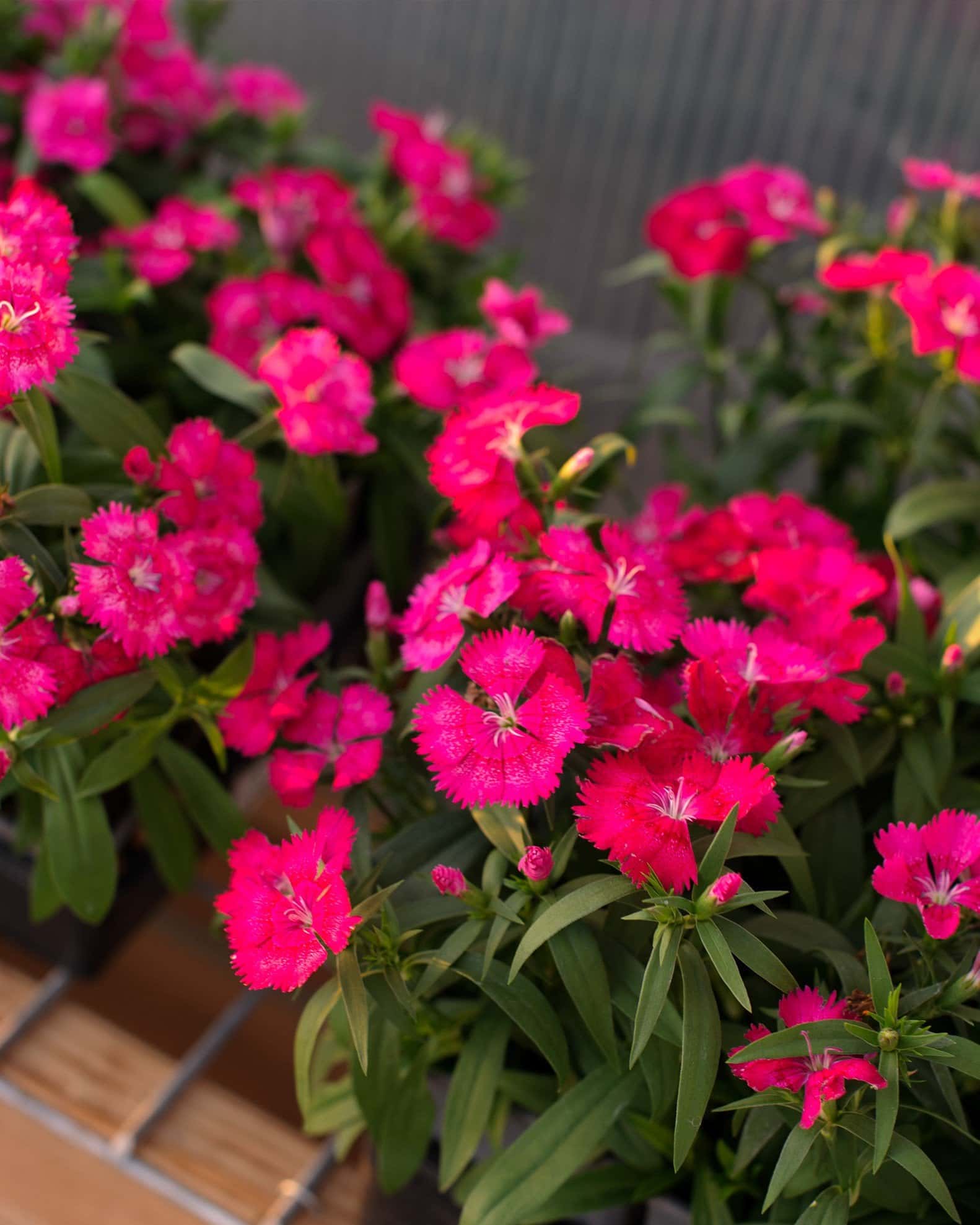 Floral Lace True Rose Dianthus - Image 3