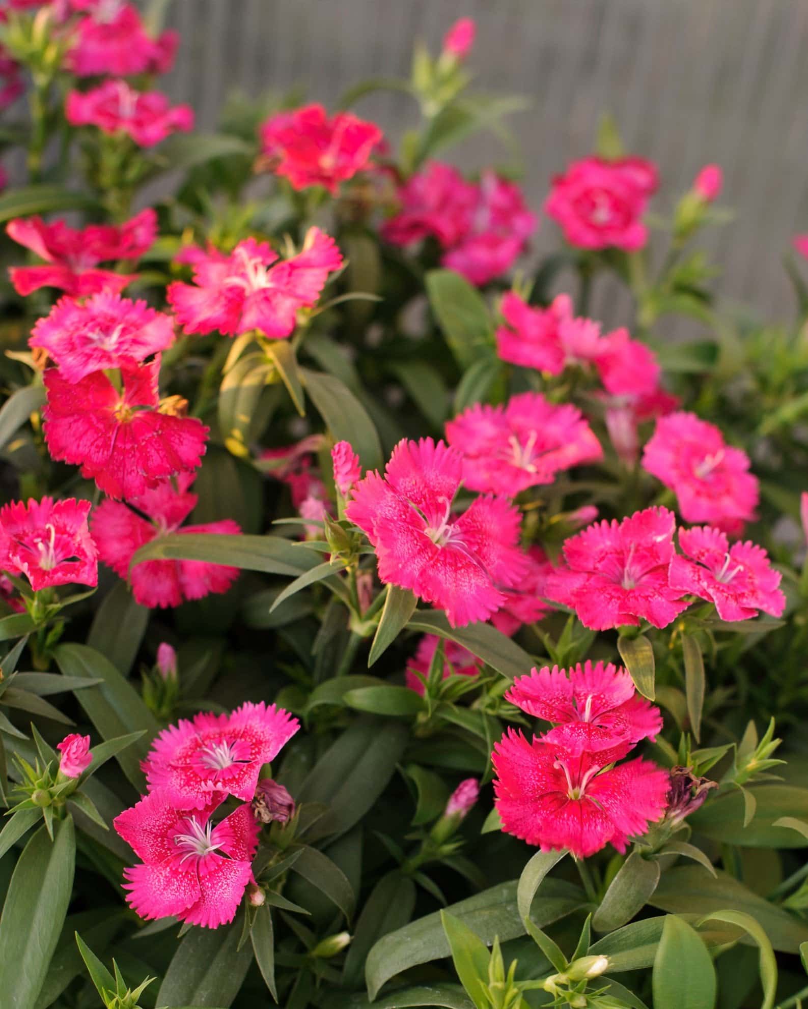 Floral Lace True Rose Dianthus - Image 4