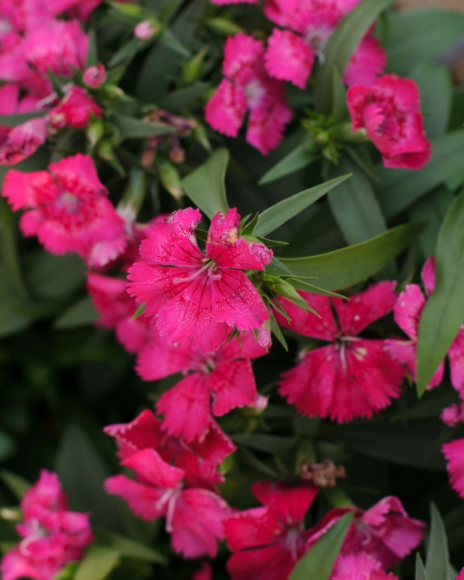 Floral Lace True Rose Dianthus - Image 5