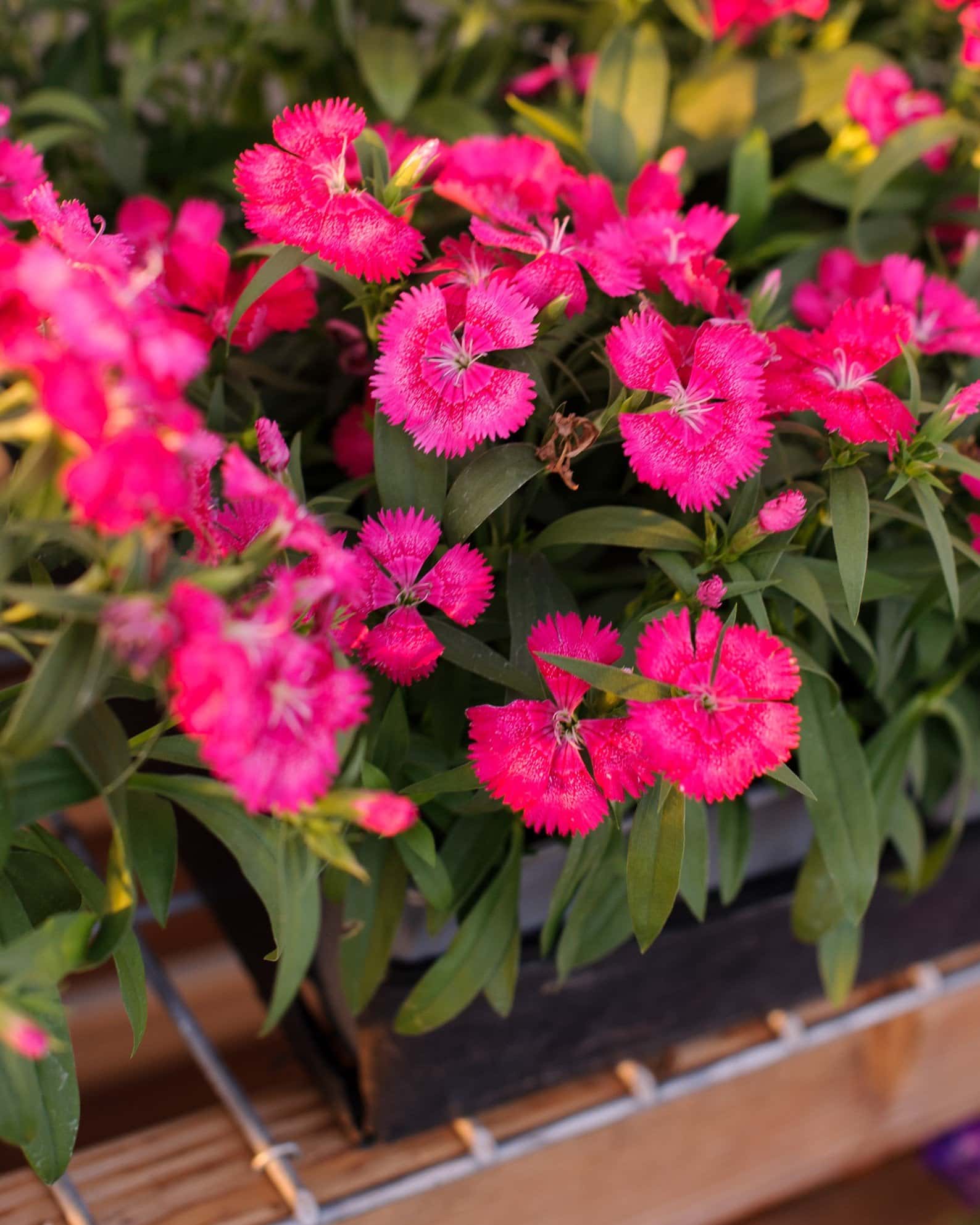 Floral Lace True Rose Dianthus - Image 6