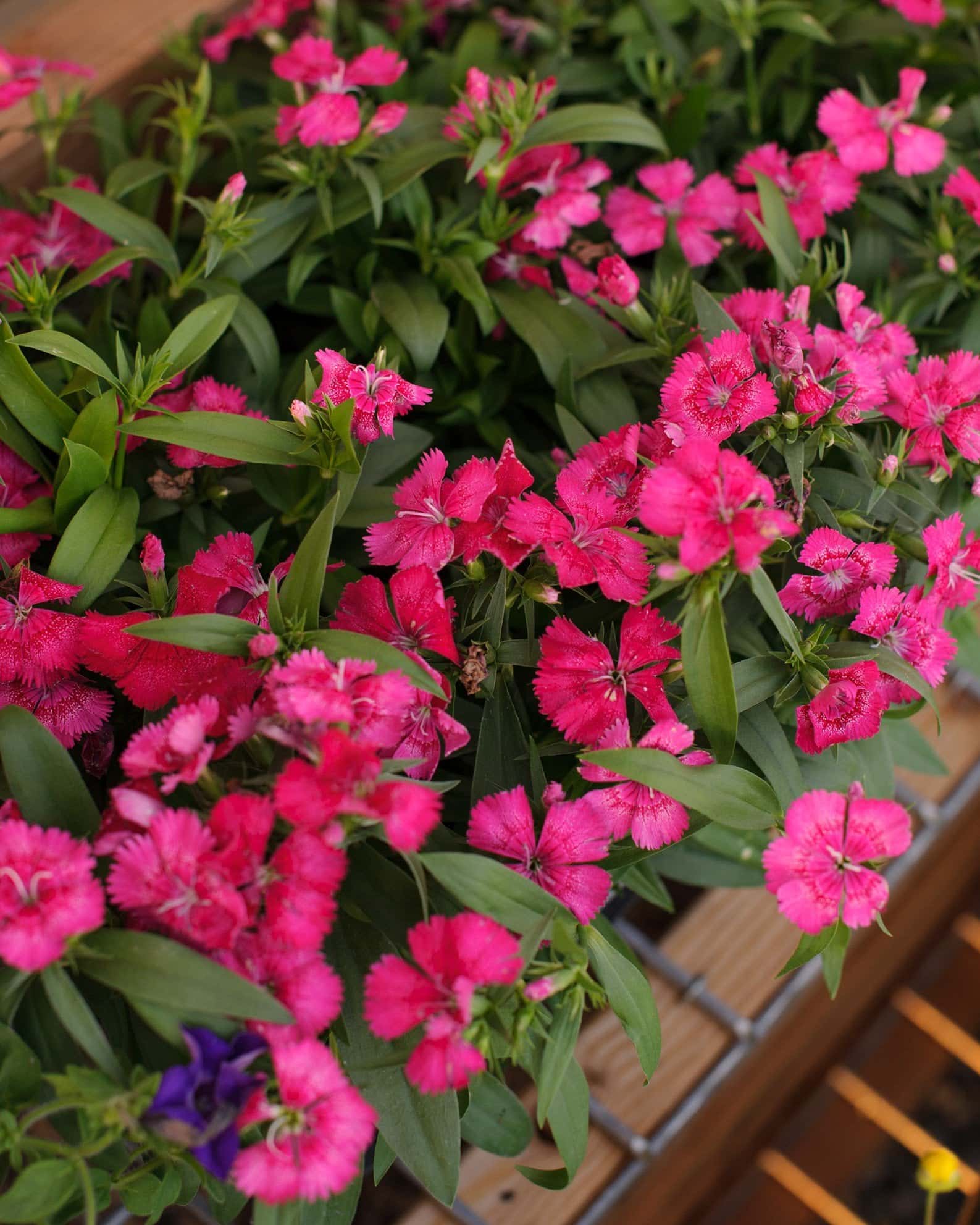 Floral Lace True Rose Dianthus - Image 7