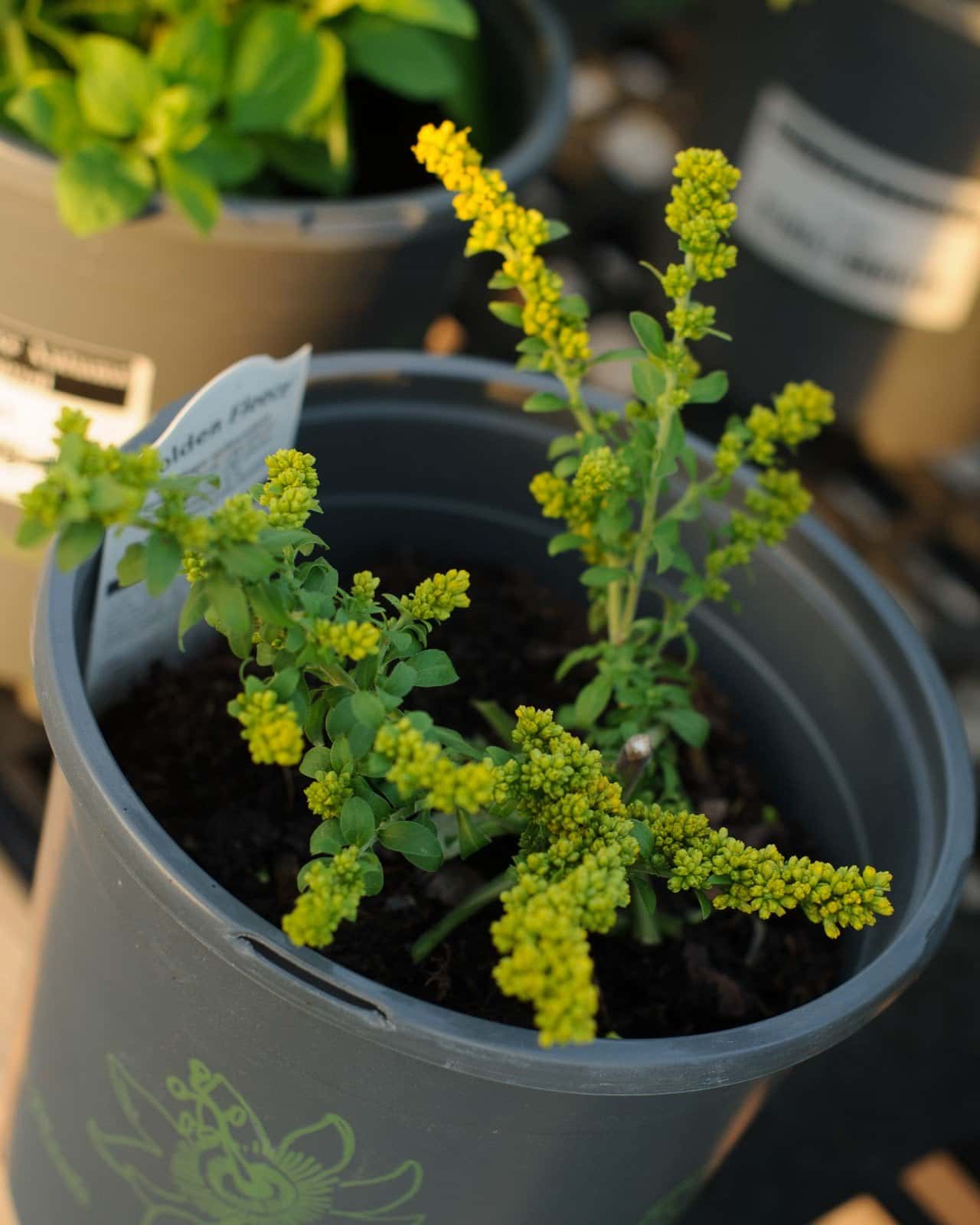 Golden Fleece Autumn Goldenrod - Main Image