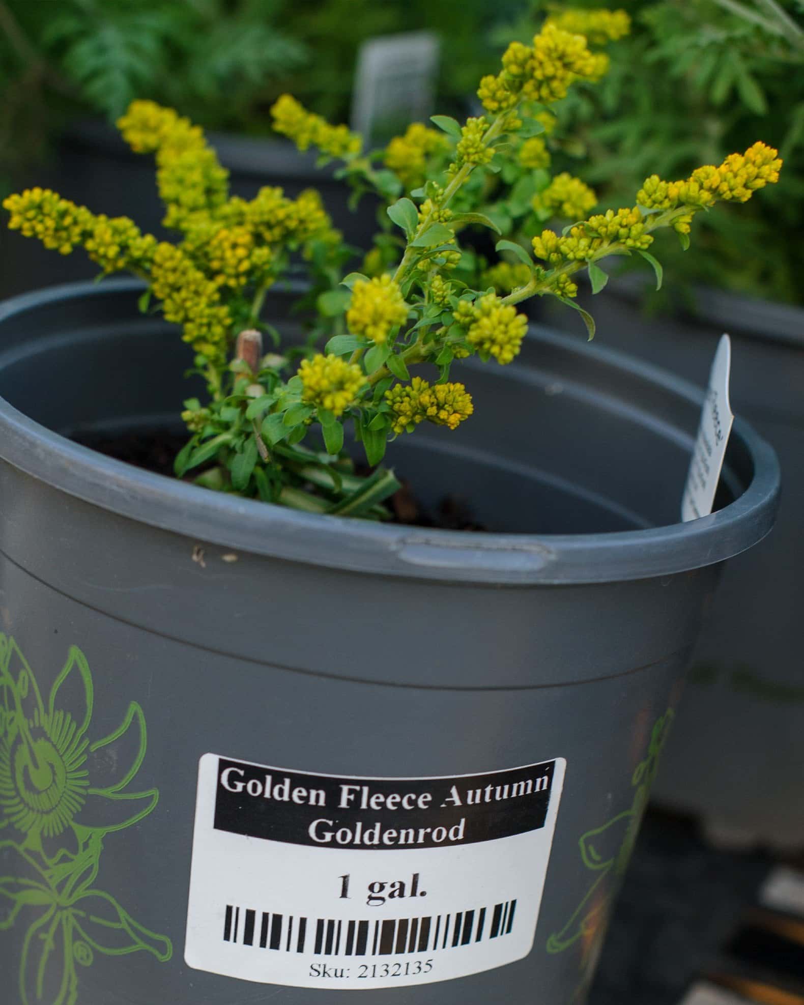Golden Fleece Autumn Goldenrod - Image 1