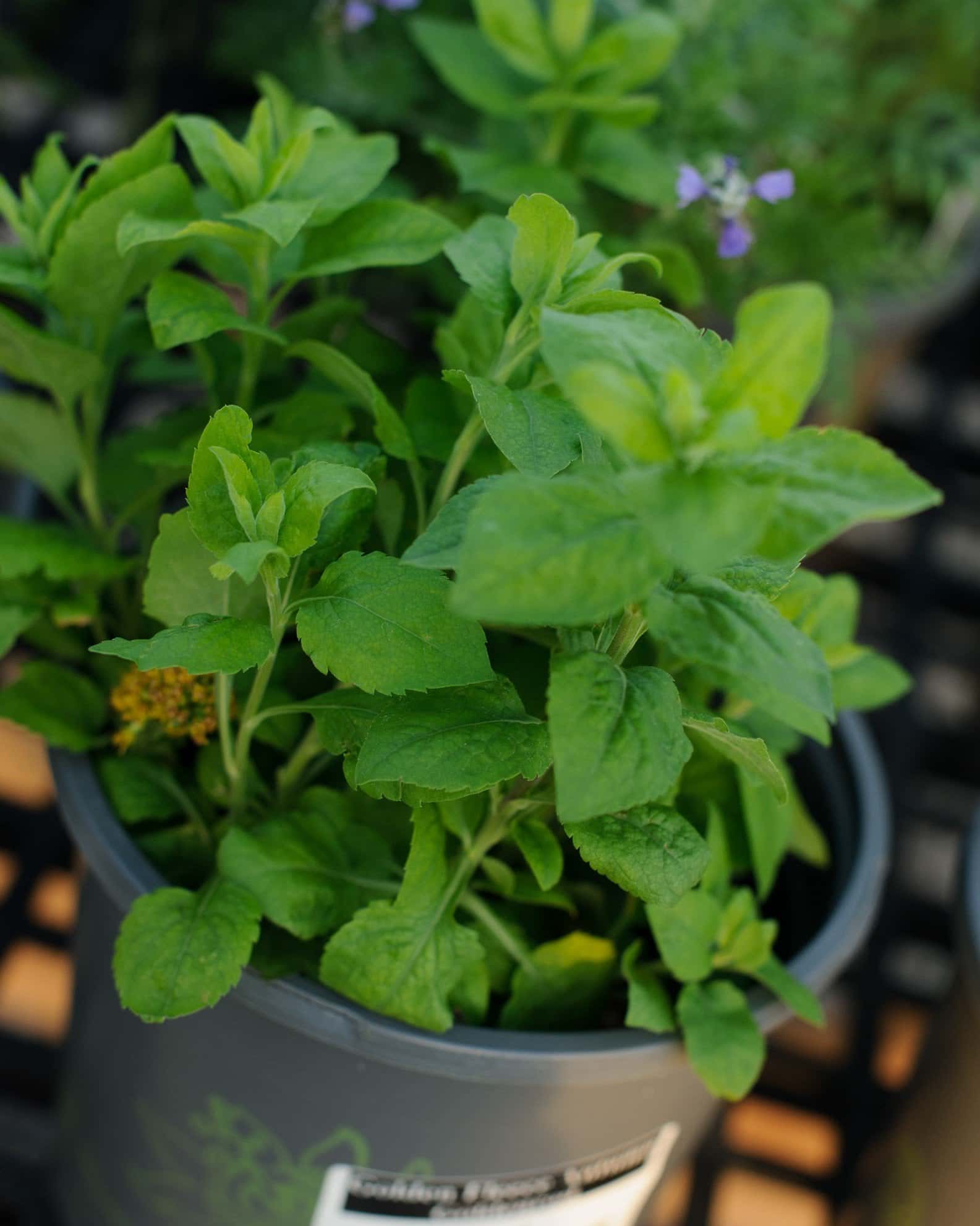 Golden Fleece Autumn Goldenrod - Image 2