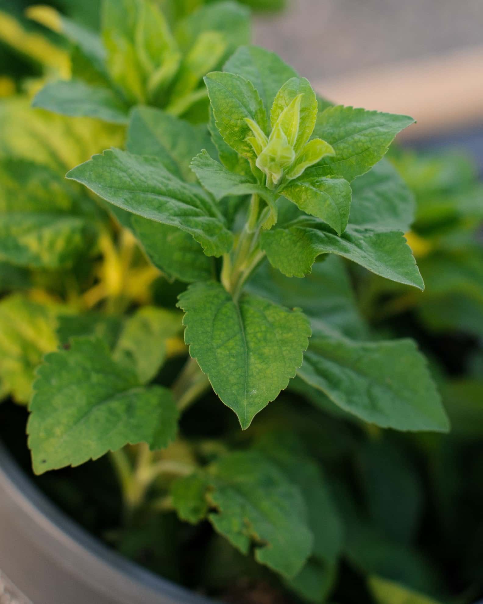 Golden Fleece Autumn Goldenrod - Image 3