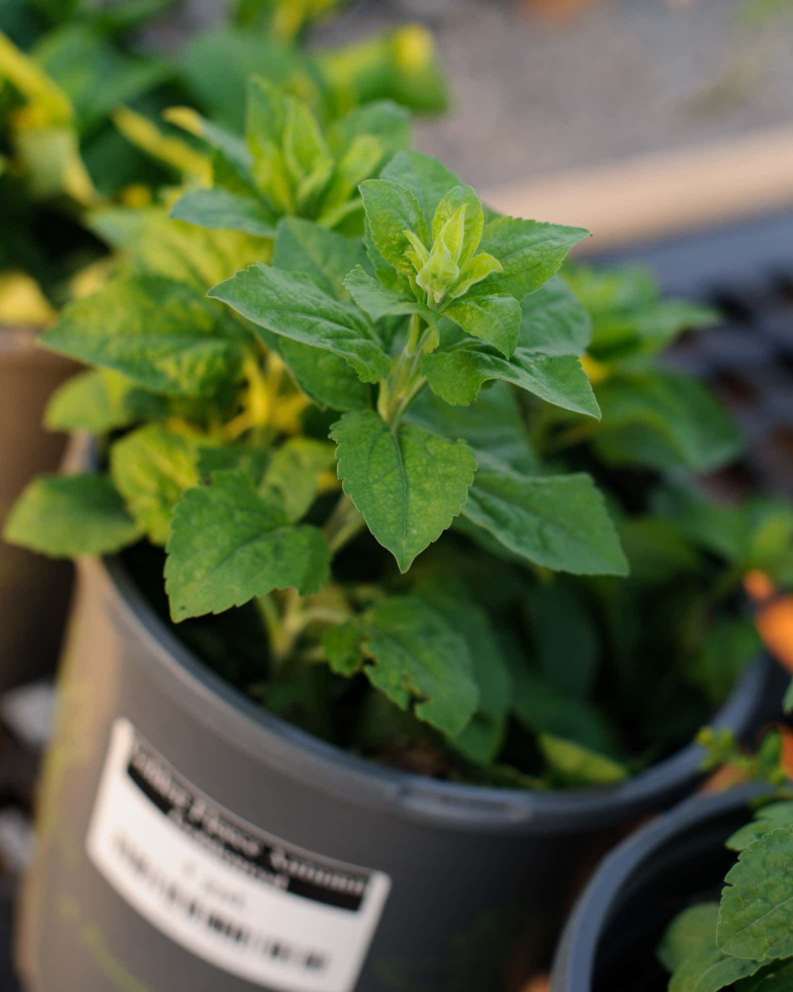 Golden Fleece Autumn Goldenrod - Image 4