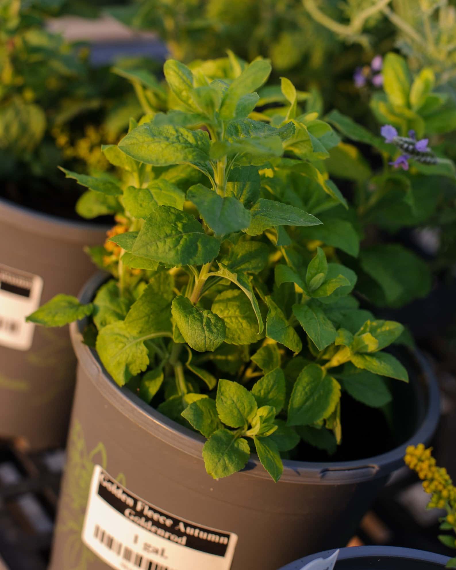Golden Fleece Autumn Goldenrod - Image 5