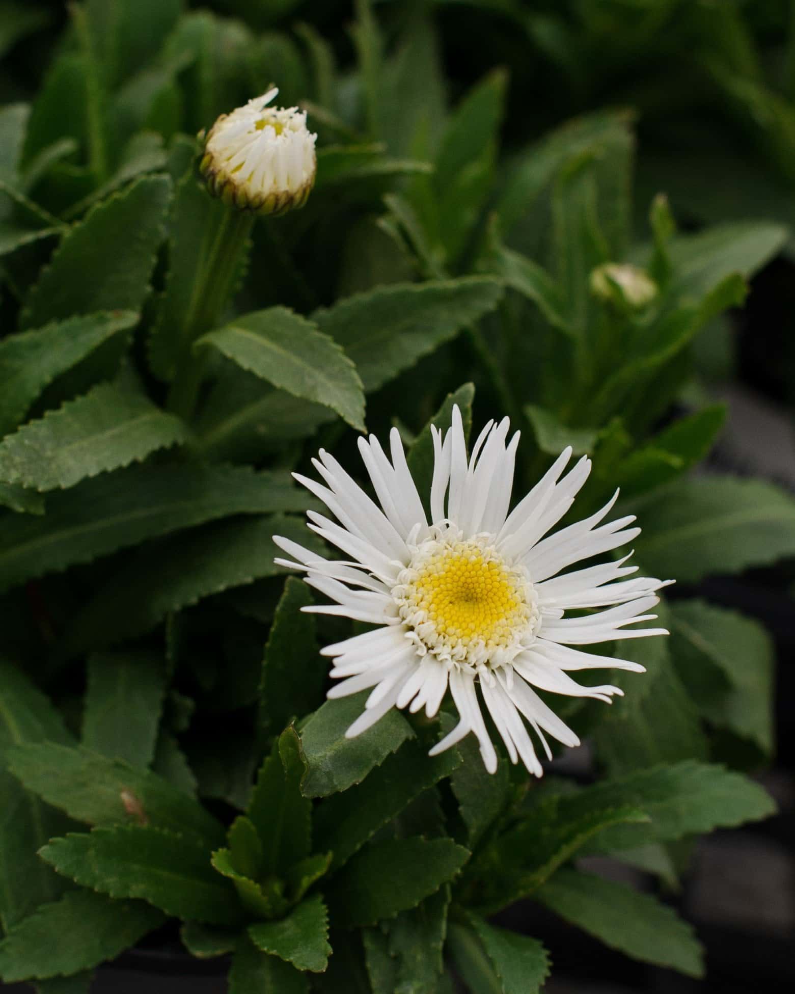 Carpet Angel Shasta Daisy - Main Image