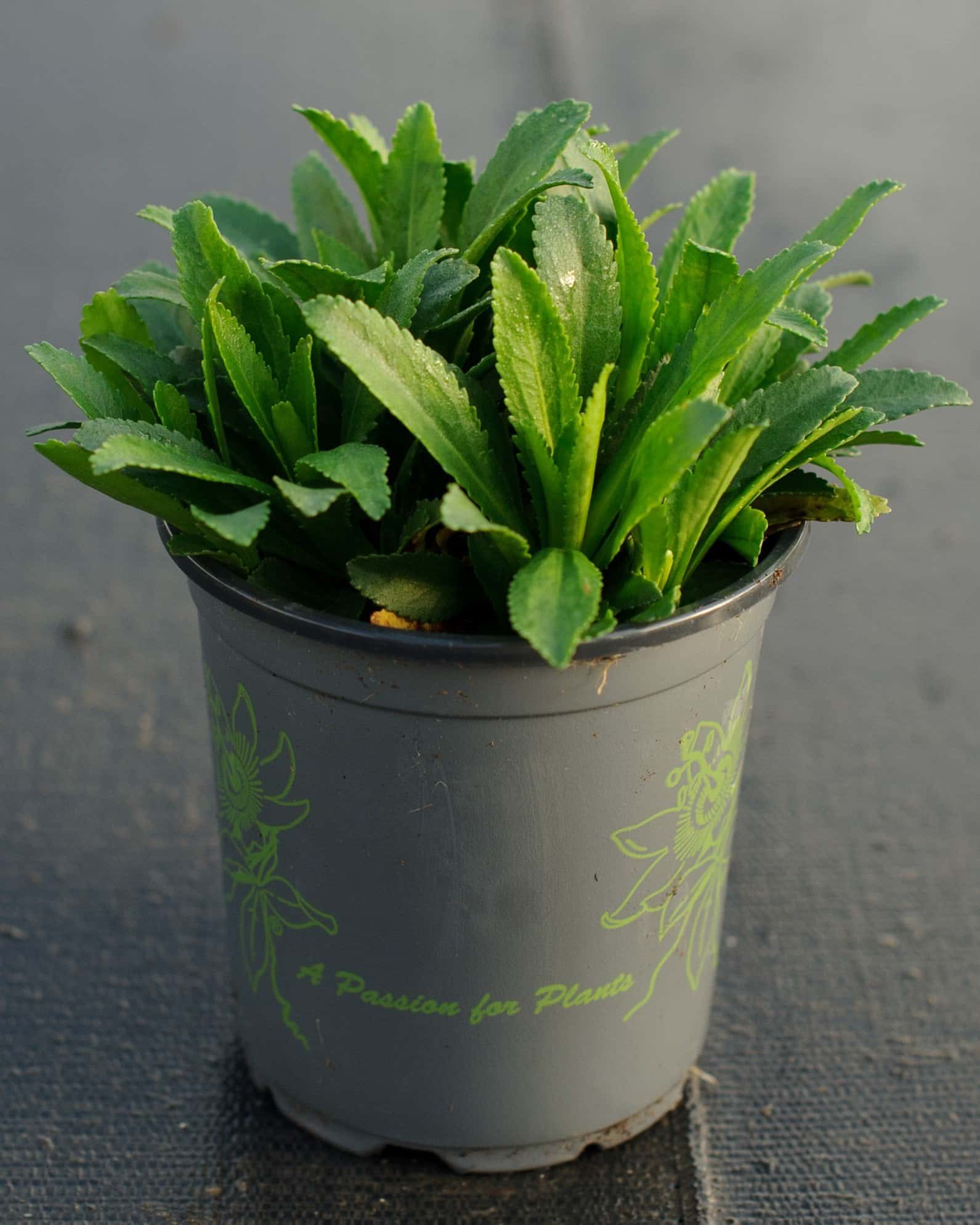 Carpet Angel Shasta Daisy - Image 1