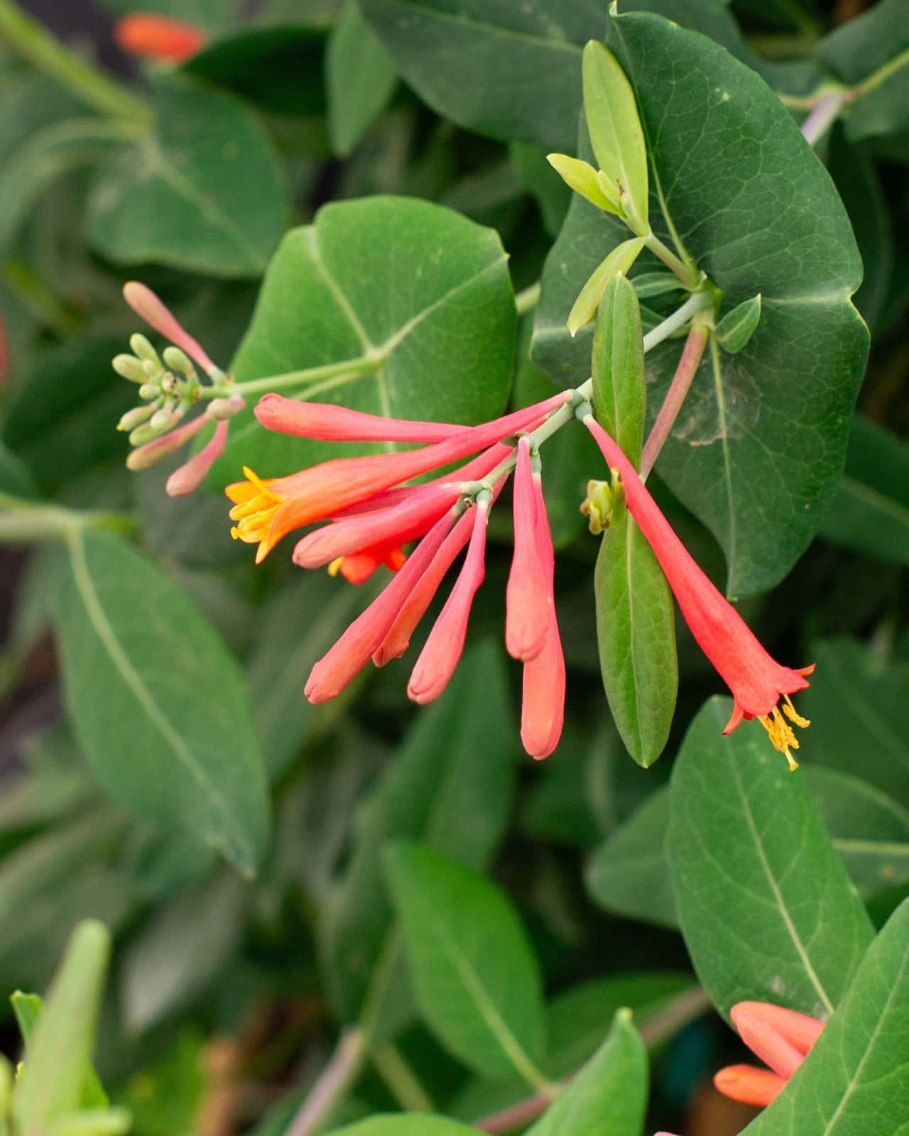 Coral Honeysuckle - Main Image