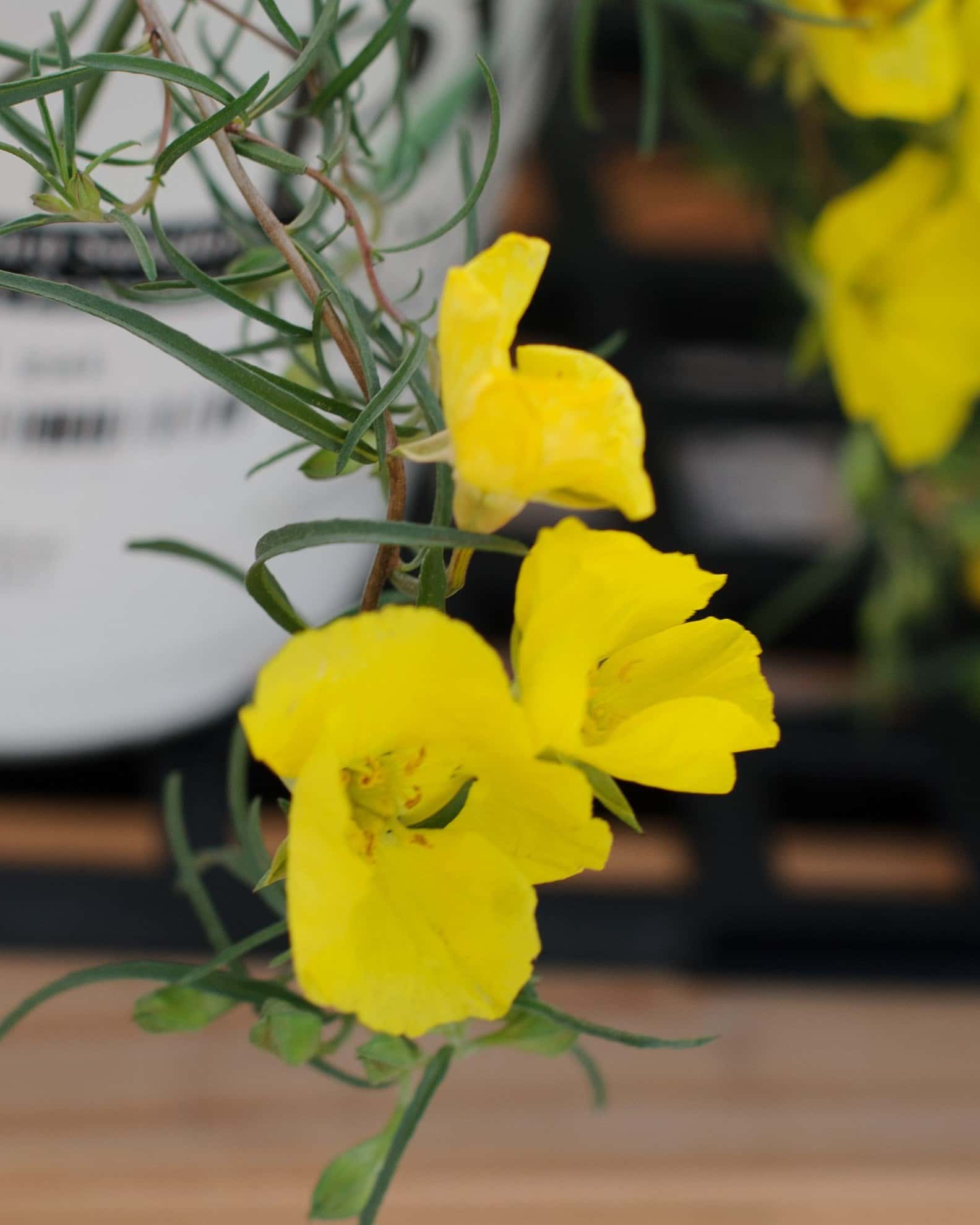 Ladybird Sunglow Texas Primrose - Image 2