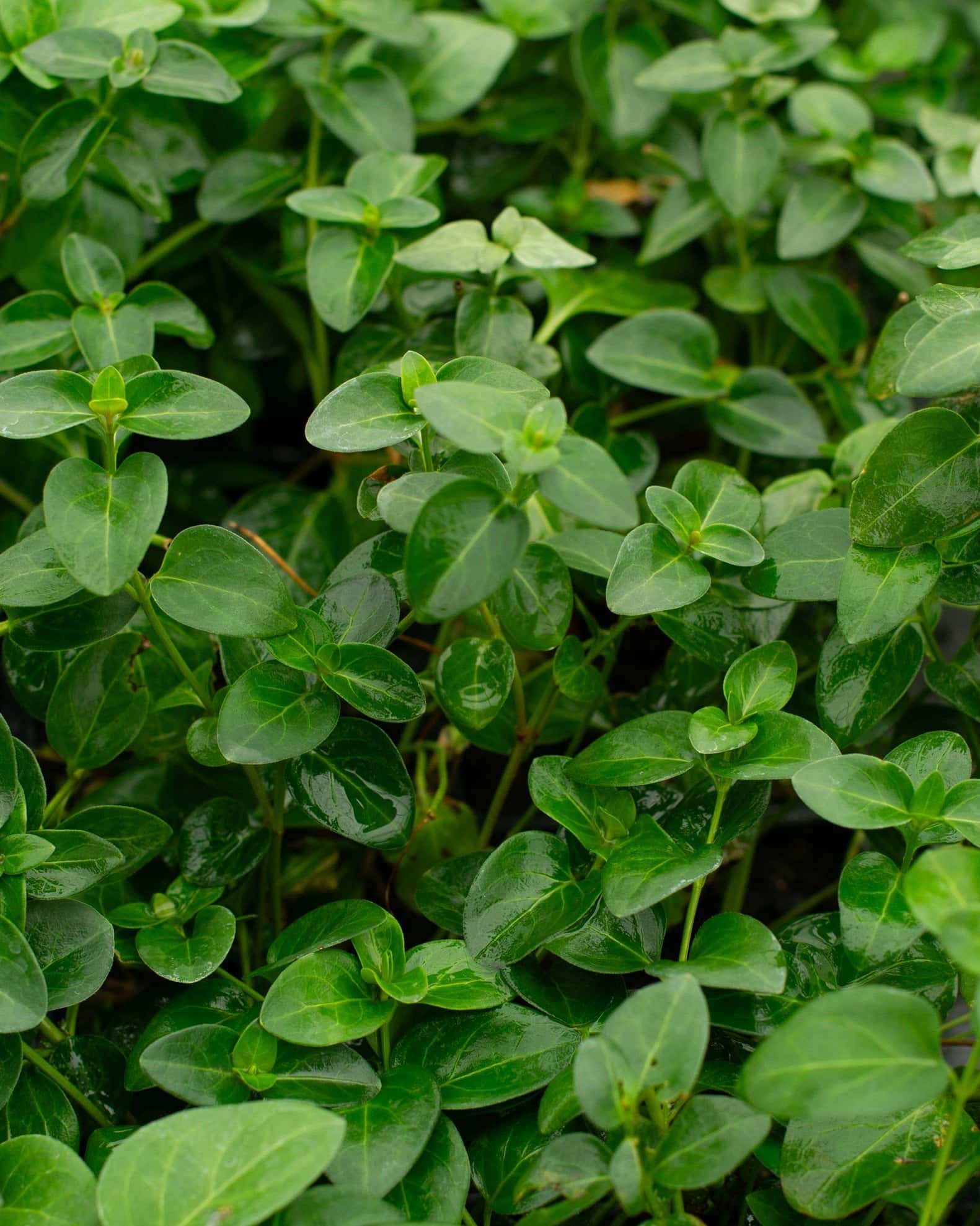 Greater Vinca - Main Image