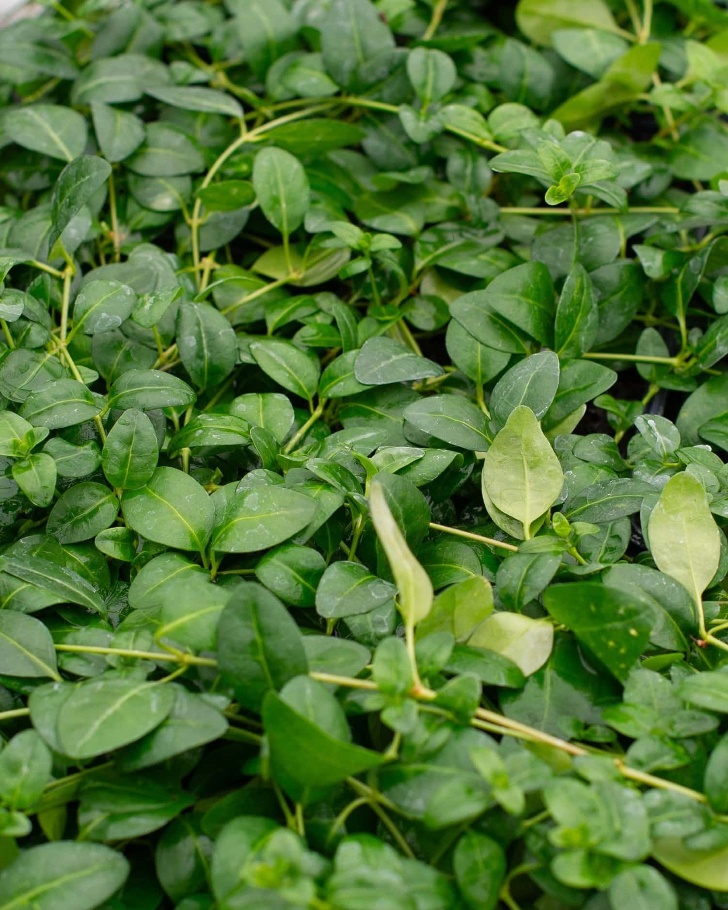 Bowles' Vinca - Main Image