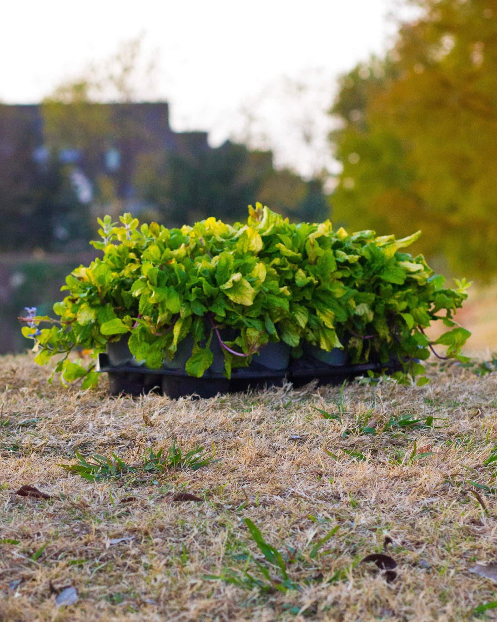 Feathered Friends Tropical Toucan Ajuga - Image 4