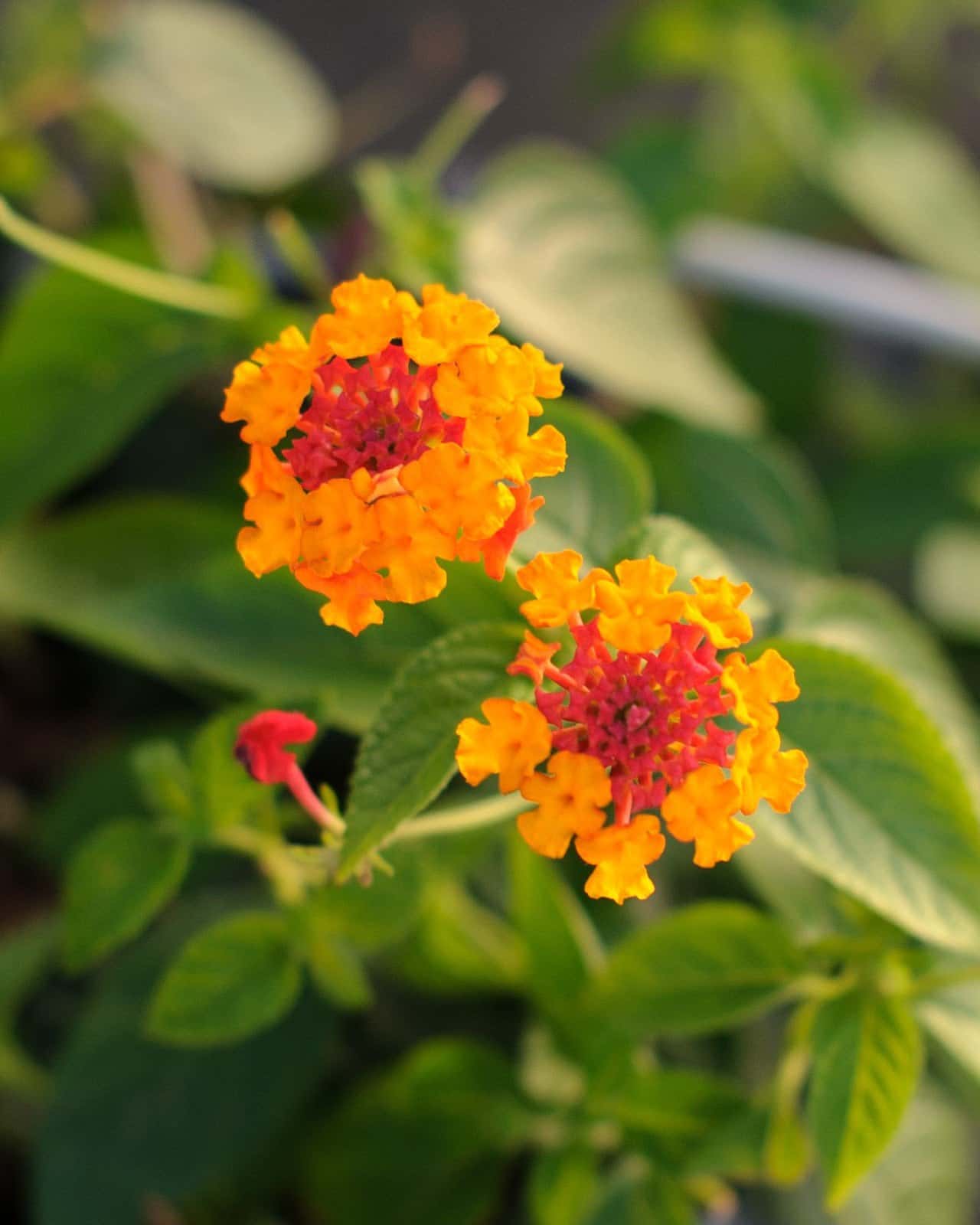 Lucky Red Lantana - Main Image