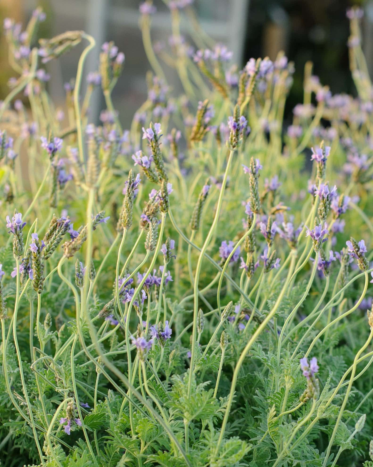 Blue Torch Lavender - Image 1