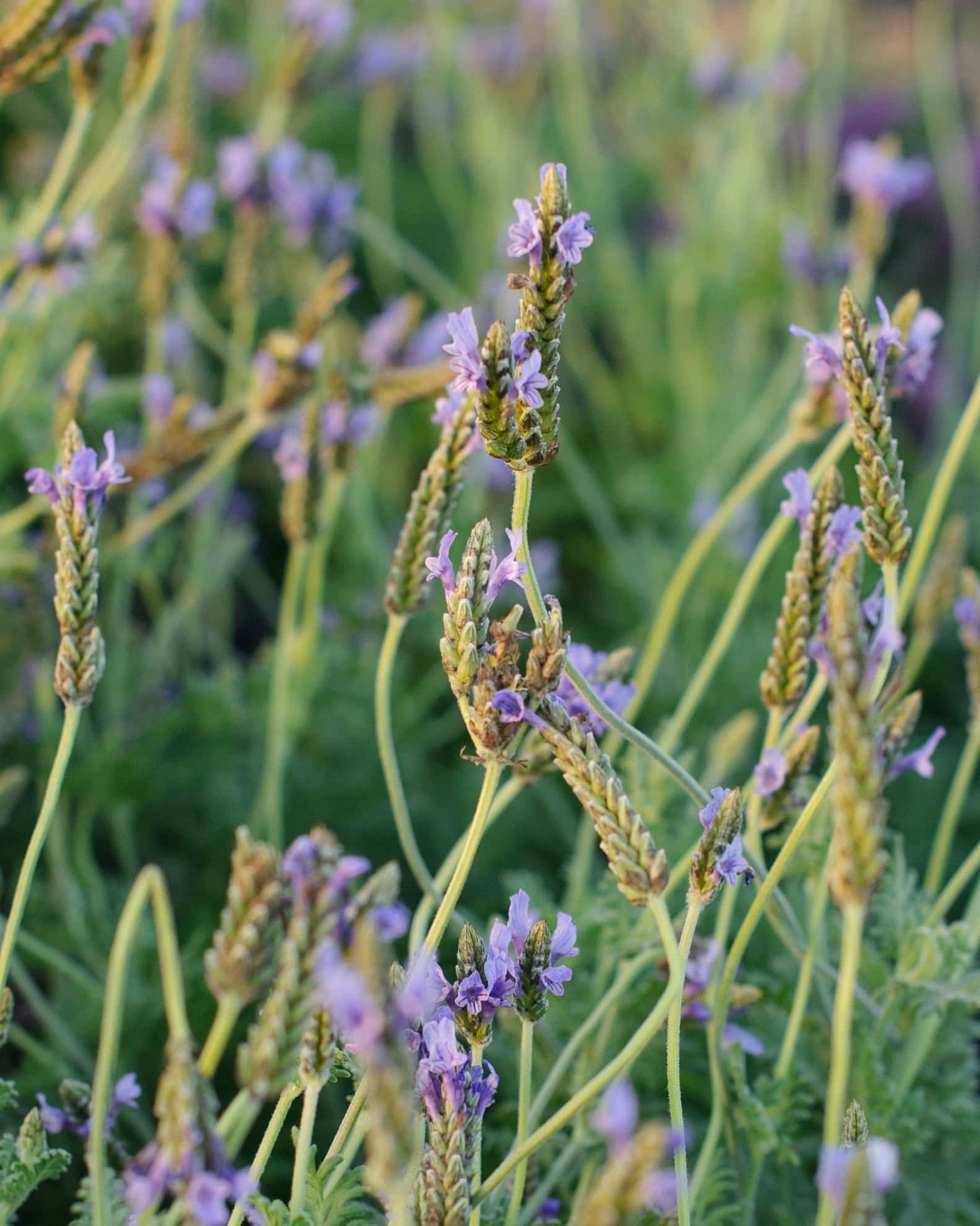 Blue Torch Lavender - Image 2