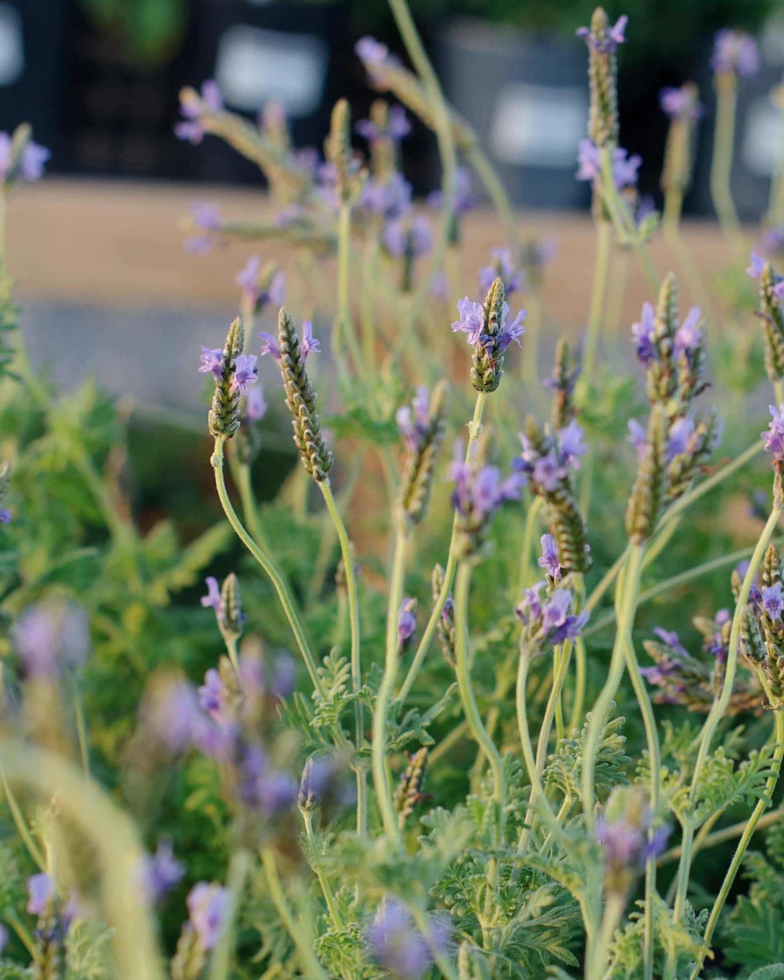 Blue Torch Lavender - Image 3