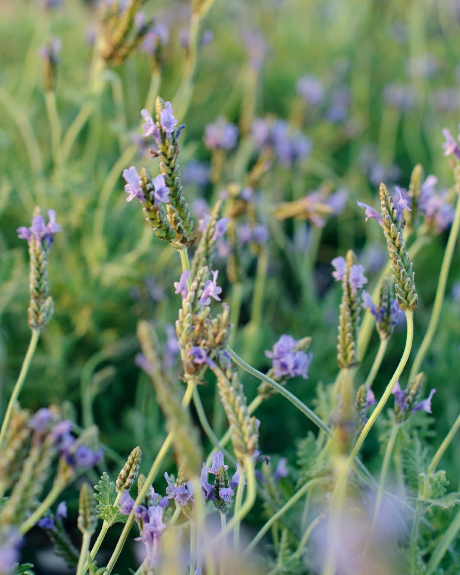 Blue Torch Lavender - Image 4