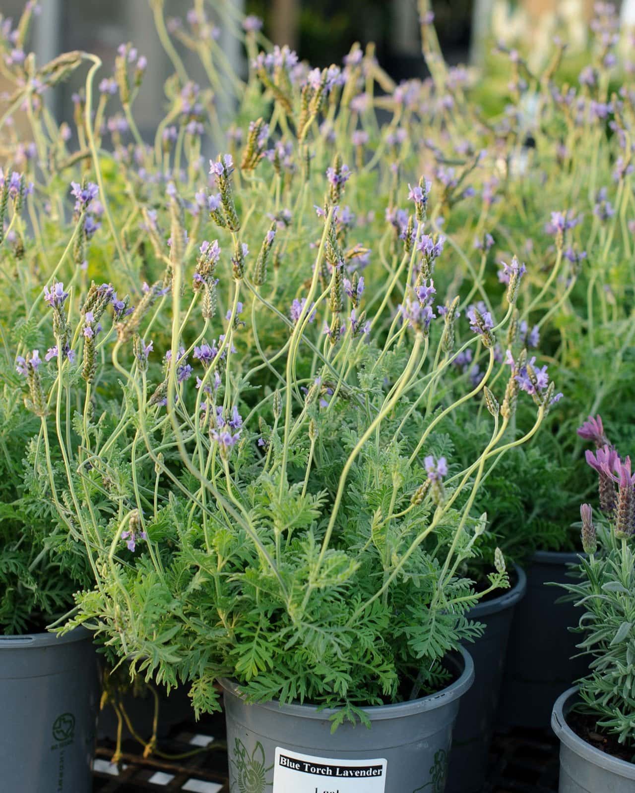 Blue Torch Lavender - Image 5