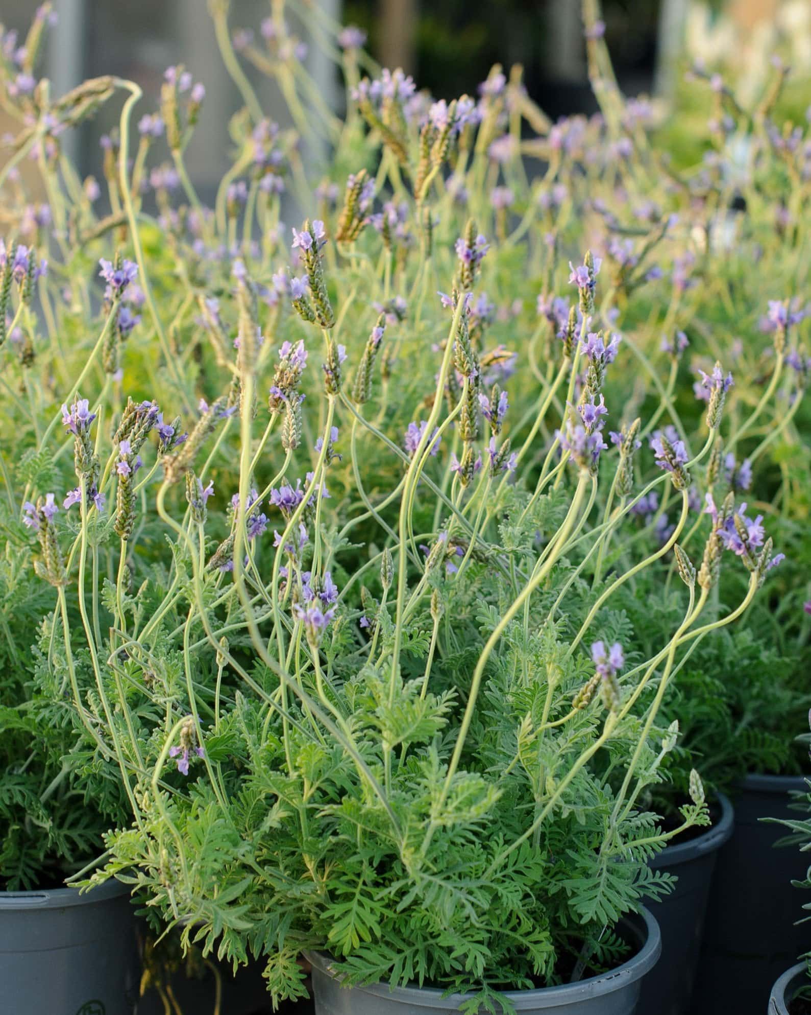 Blue Torch Lavender - Image 7