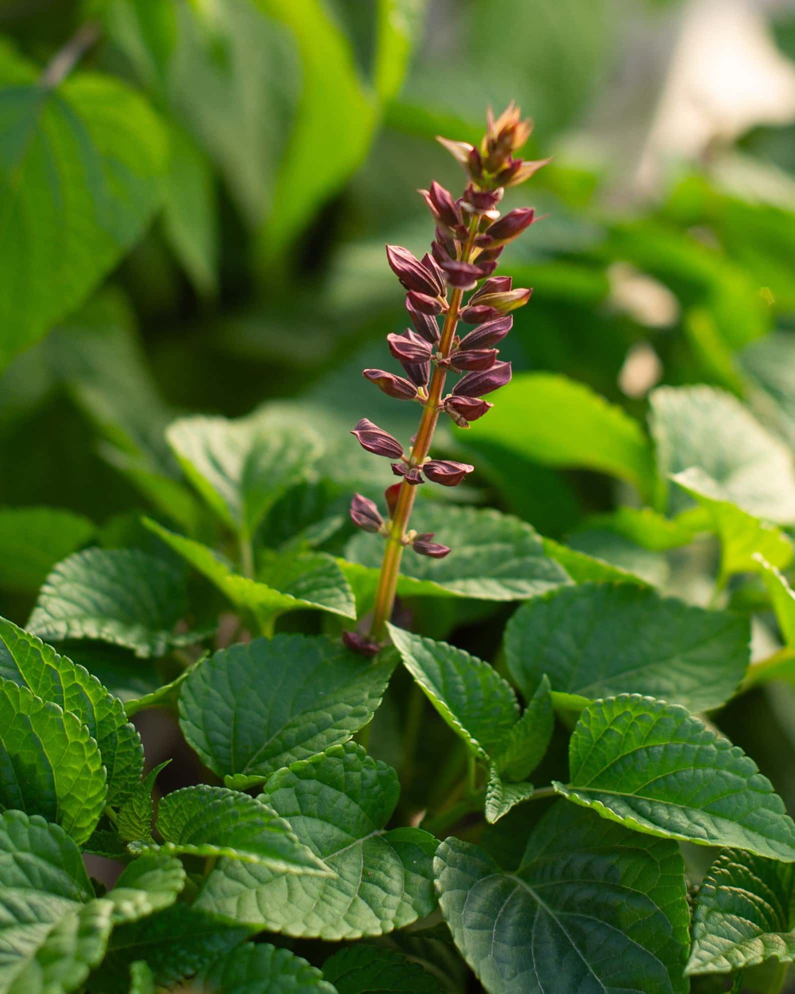 Salgoon Lake Flamingo Salvia - Main Image