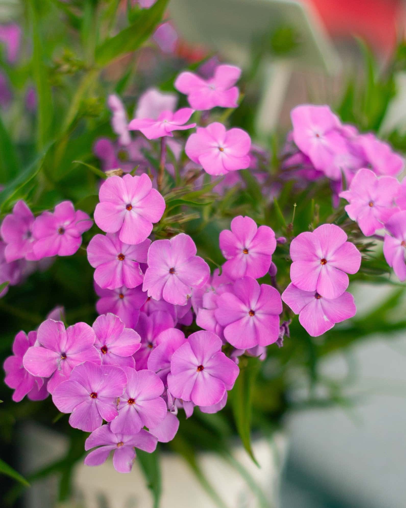Opening Act Ultra Pink Phlox - Main Image