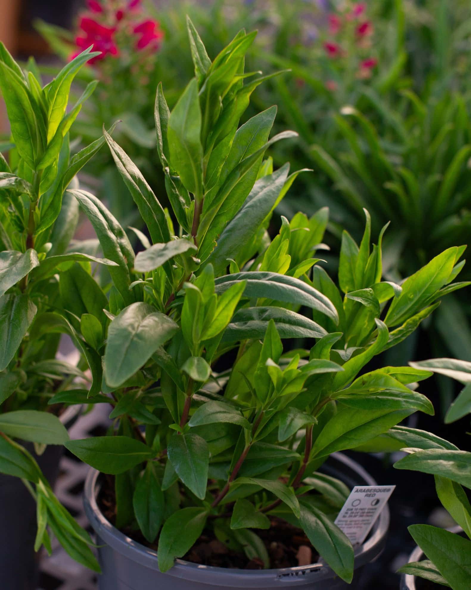 Arabesque Red F1 Penstemon - Main Image