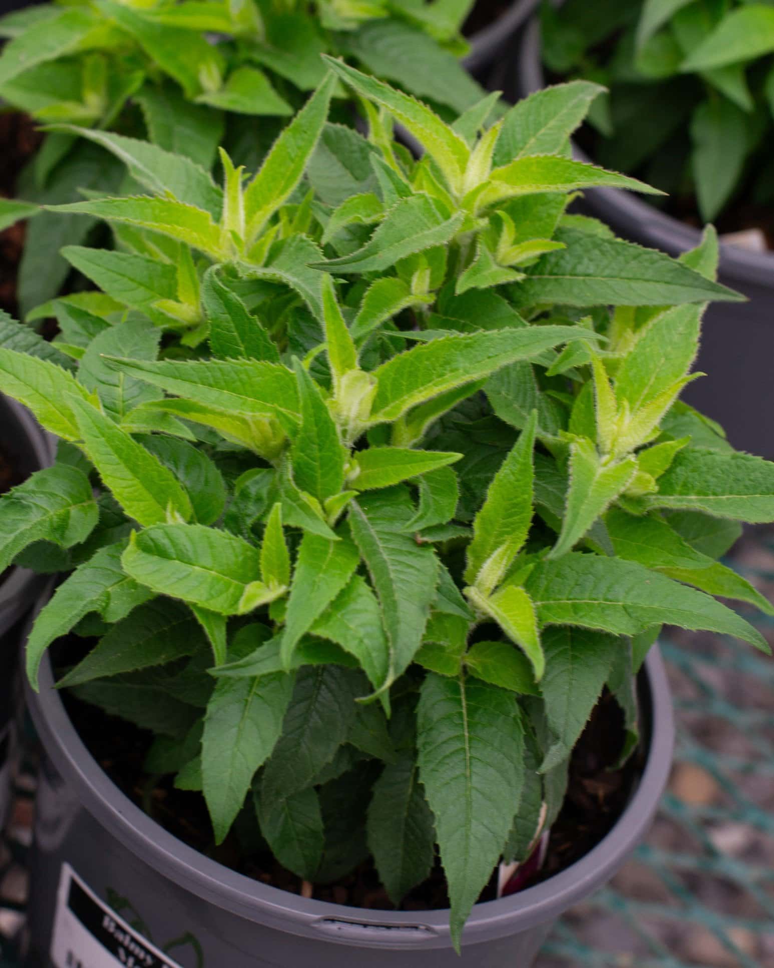 Balmy Purple Monarda - Main Image